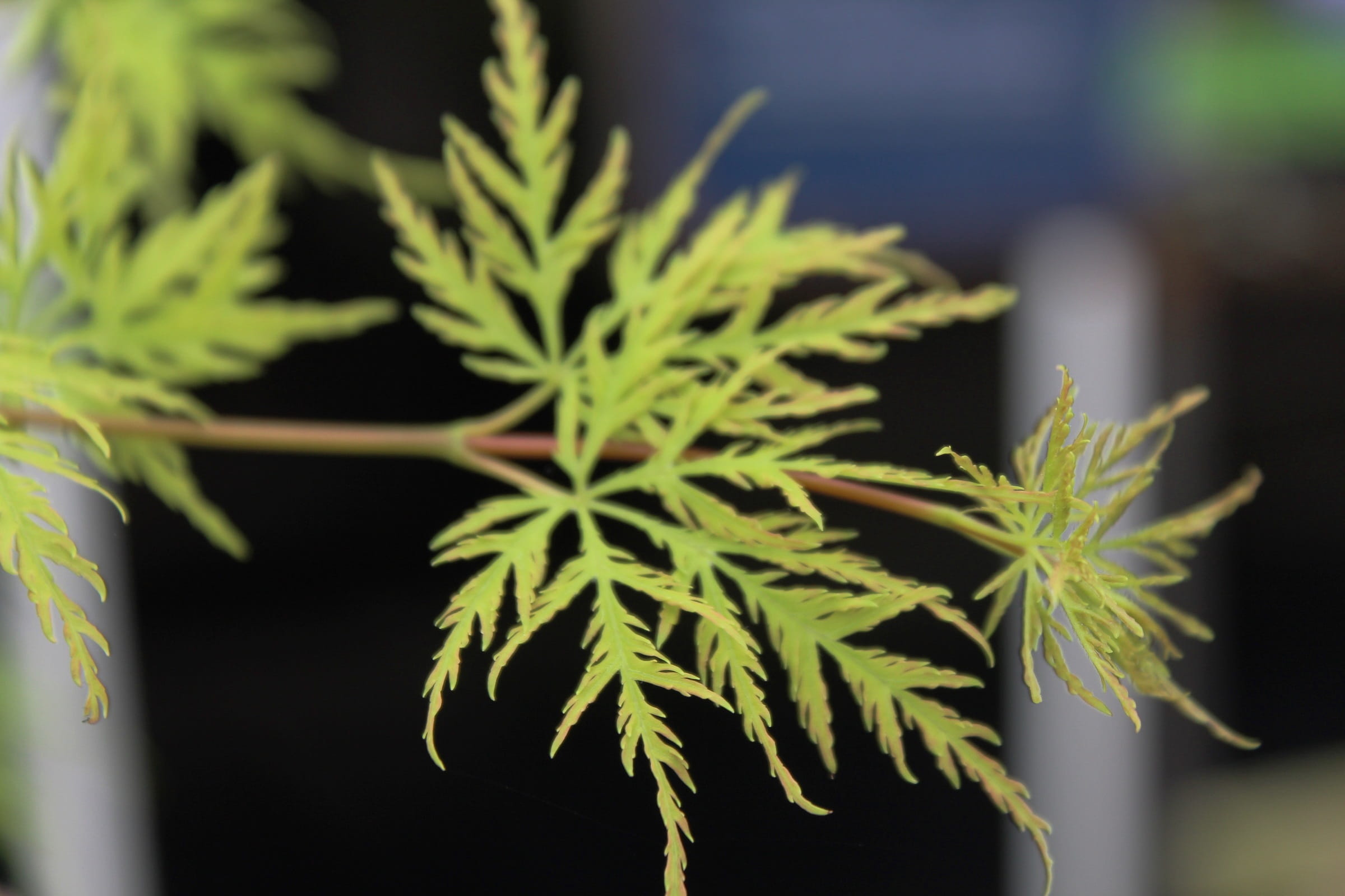 herb, selective focus, plant part, food and drink, narcotic, potted plant, green color, medical cannabis, 1080P, houseplant, healthcare and medicine, green leaves, HD Wallpaper