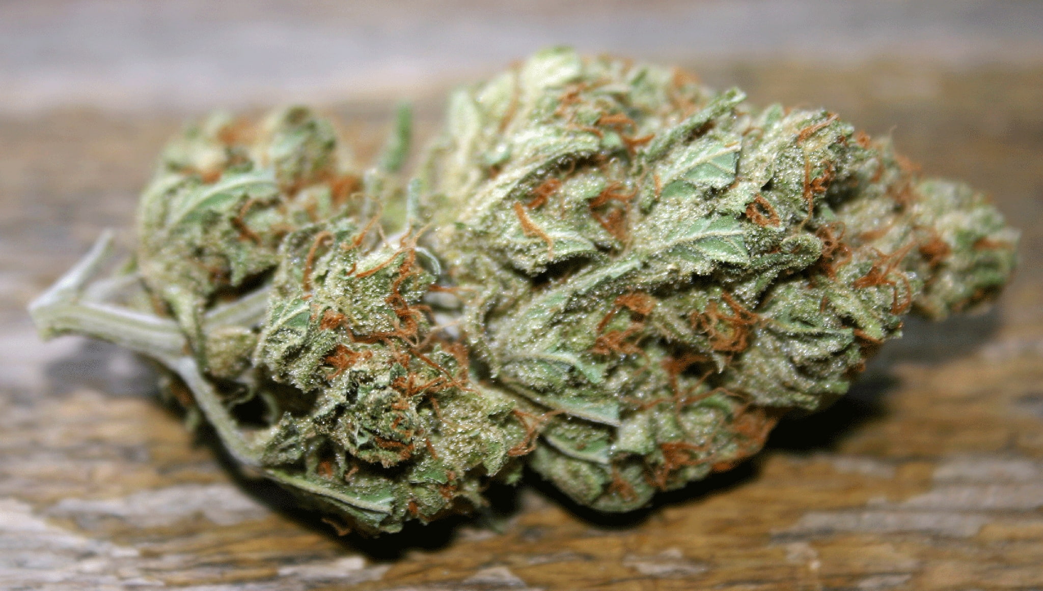 herbal medicine, single object, indoors, selective focus, studio shot, marijuana - herbal cannabis, no people, herb, alternative medicine, medicine, plant, HD Wallpaper