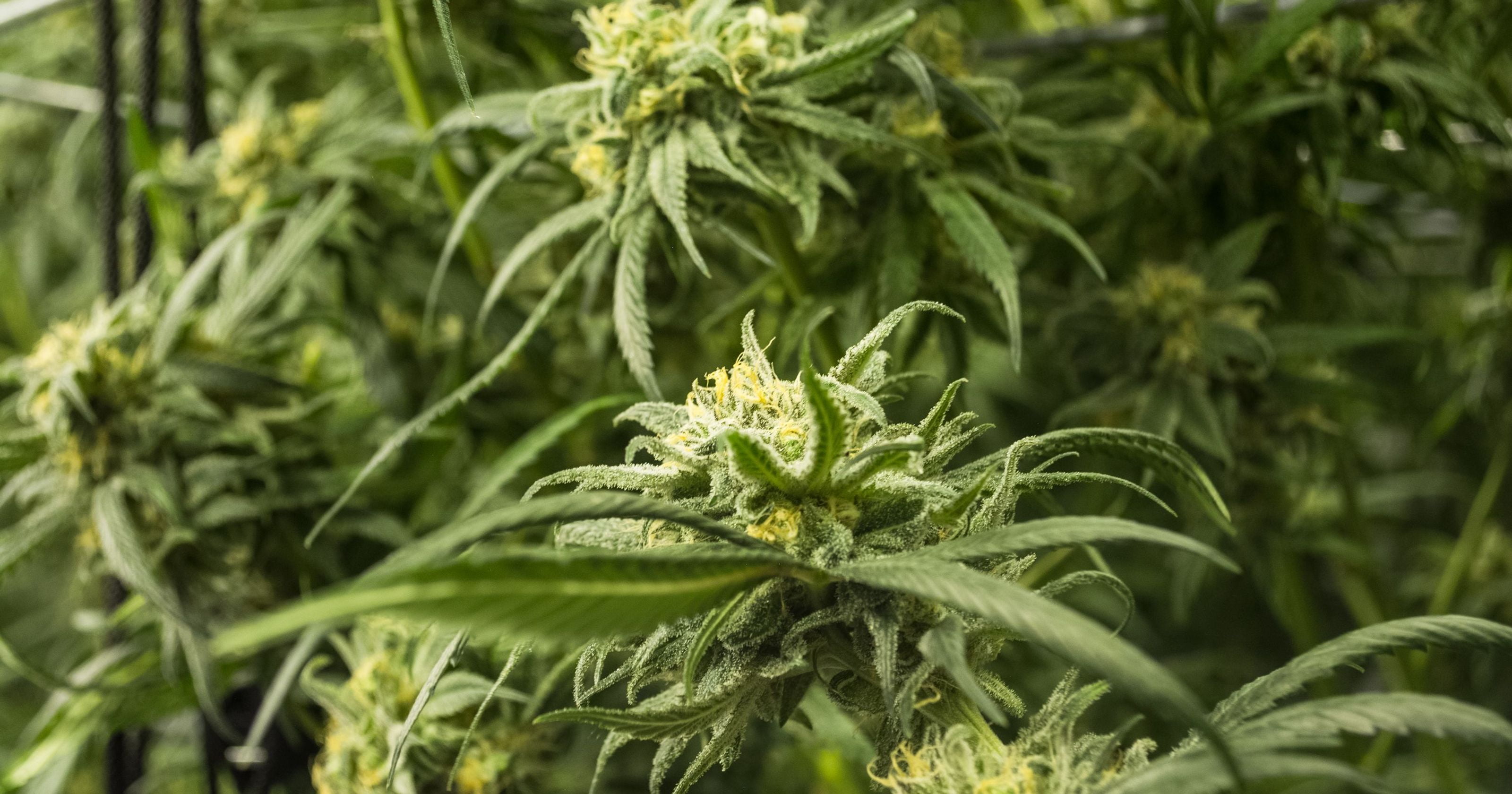 marijuana, drugs, beauty in nature, flower, nature, narcotic, 2K, growth, food, leaf, close-up, plant part, no people, cannabis plant, outdoors, herb, HD Wallpaper