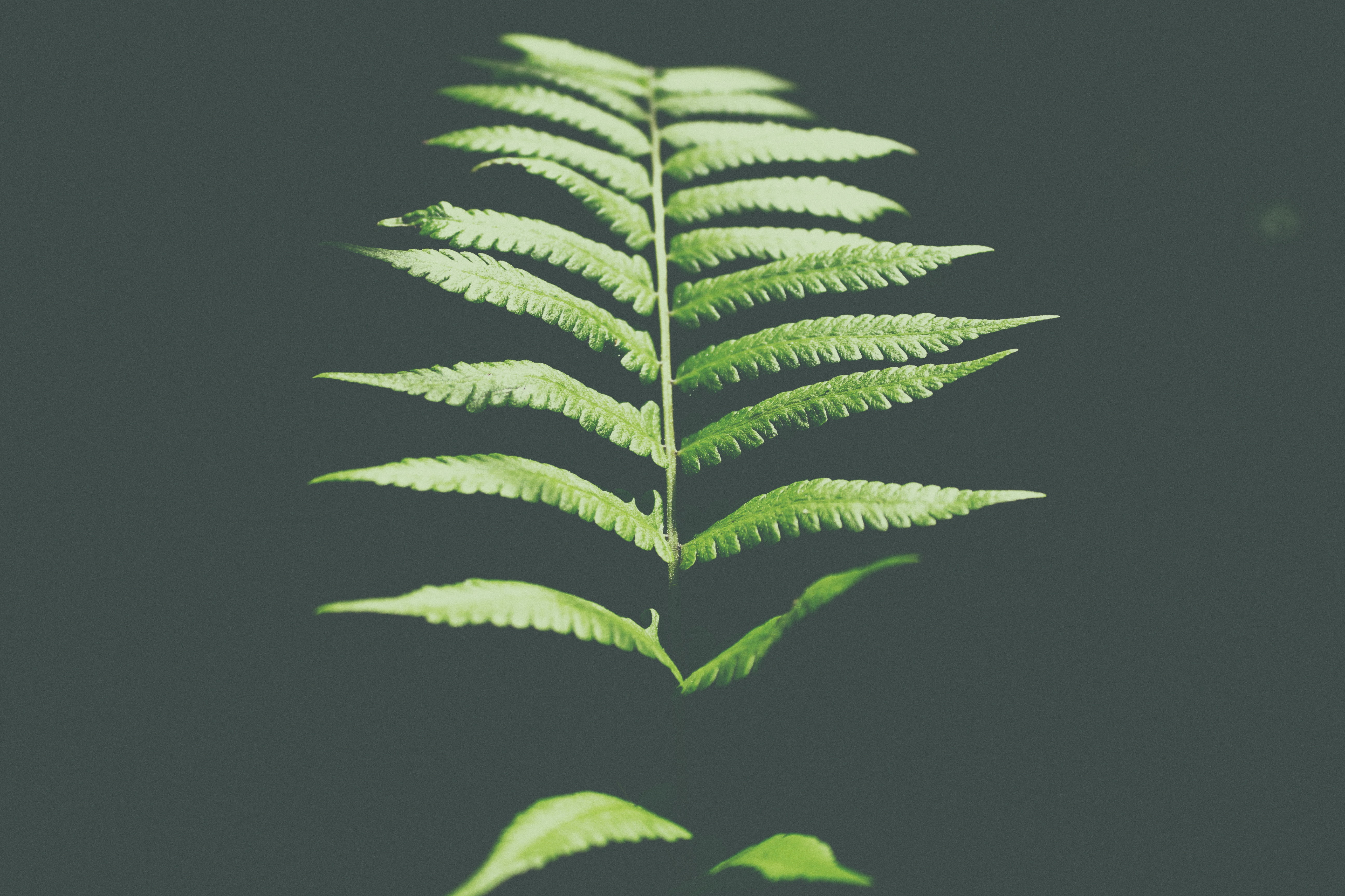 5K, herbal medicine, narcotic, black background, plant part, plant, recreational drug, no people, medicine, green color, dark, freshness, close-up, nature, HD Wallpaper