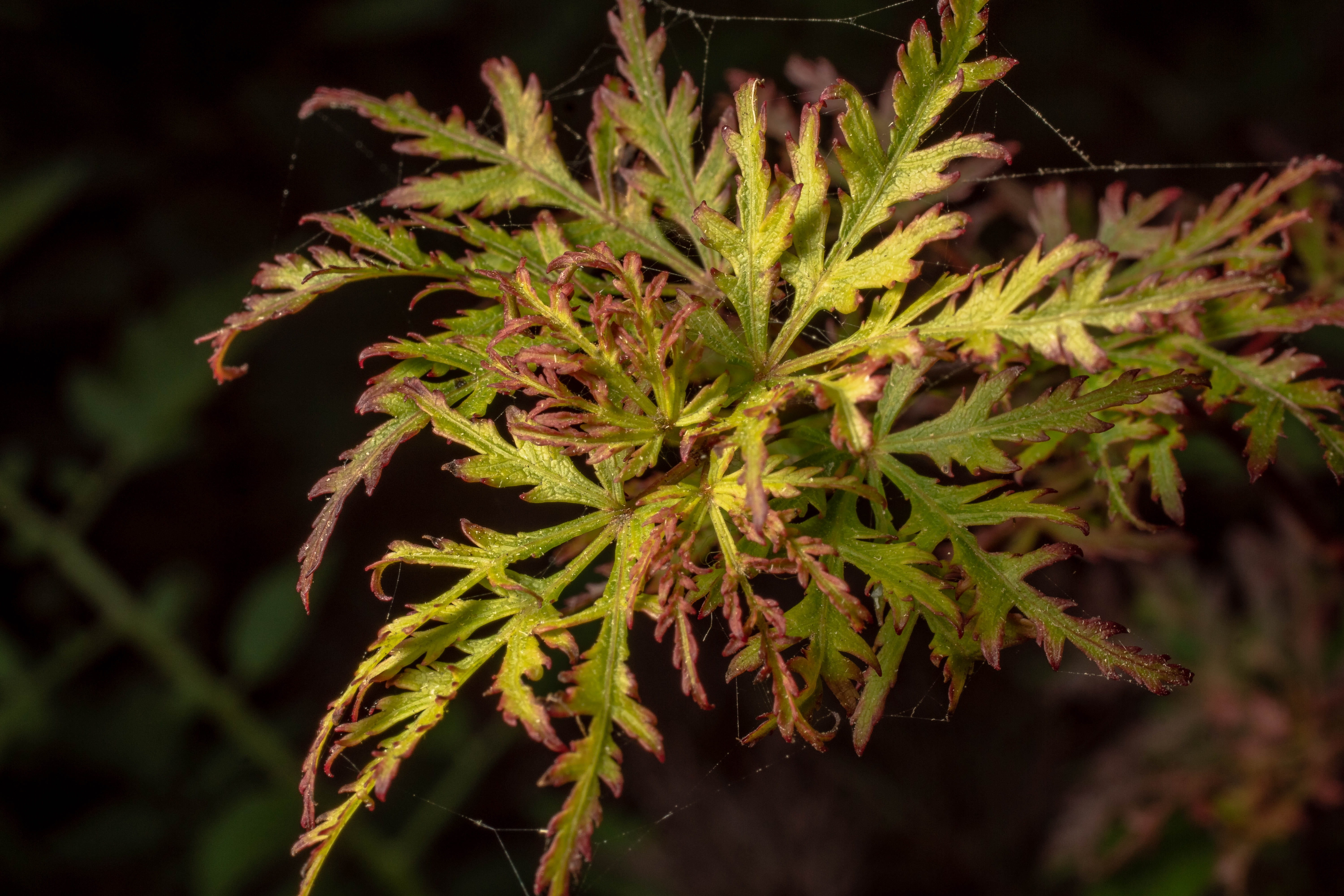 medicine, garden, close-up, outdoors, medical cannabis, growth, maple, cannabis plant, plant part, food, black background, beauty in nature, alternative medicine, HD Wallpaper