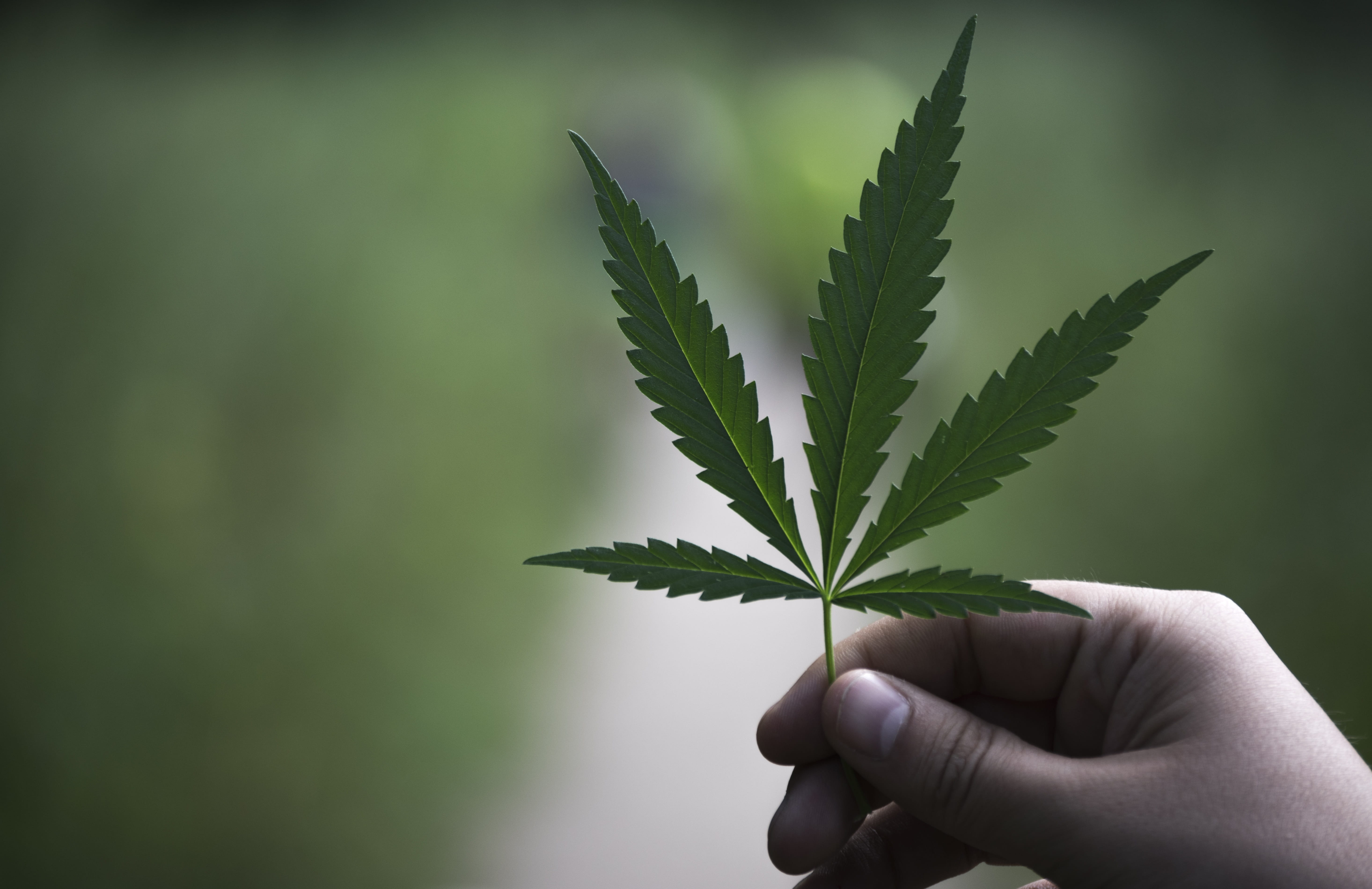 nature, 5K, human hand, real people, green, leaves, human finger, medical cannabis, body part, plants, herb, healthcare and medicine, plant part, marijuana - herbal cannabis, HD Wallpaper