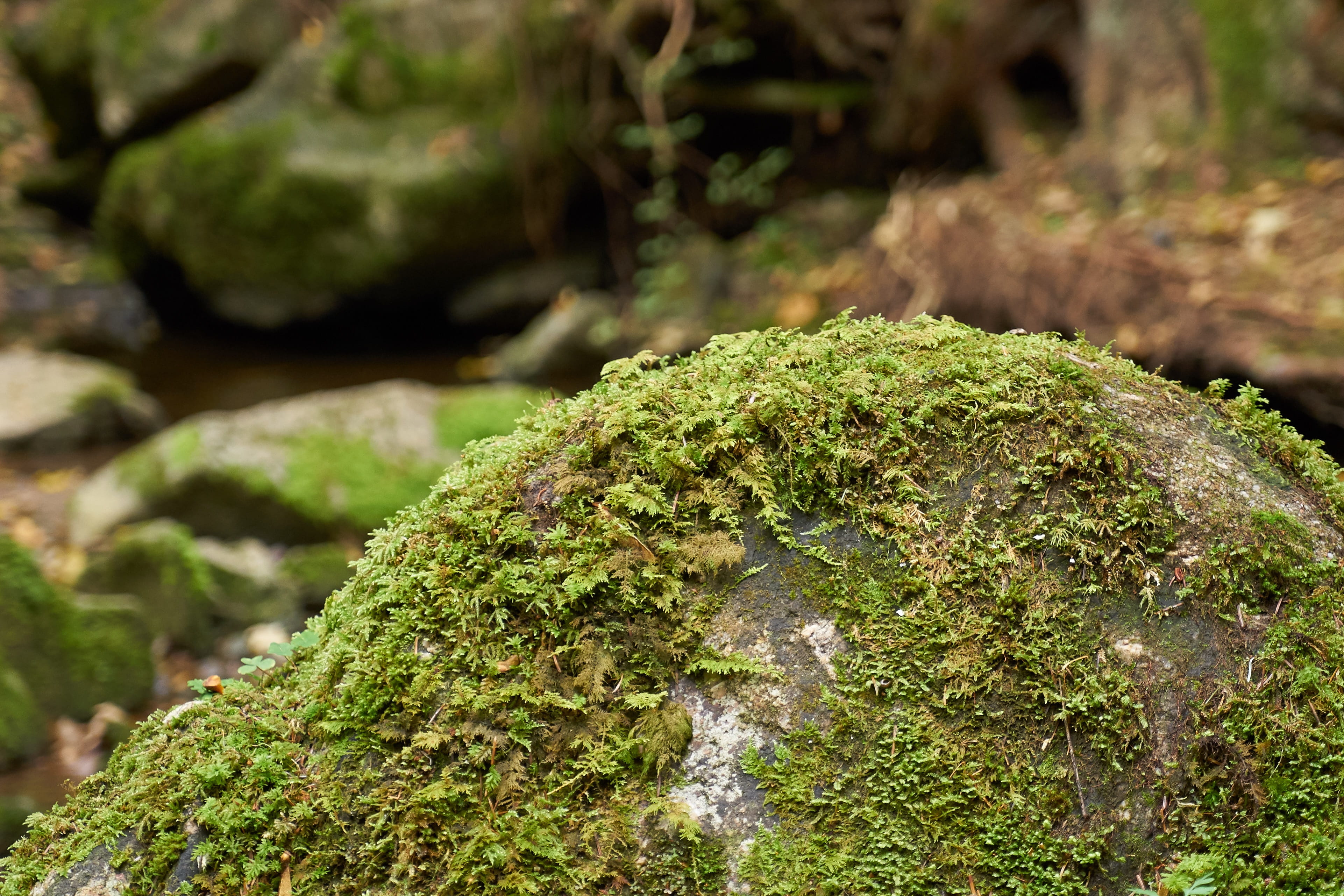 vegetable, green color, bach, stone, idyllic, healthcare and medicine, day, black forest, focus on foreground, forest, no people, close-up, nature, food and drink, HD Wallpaper