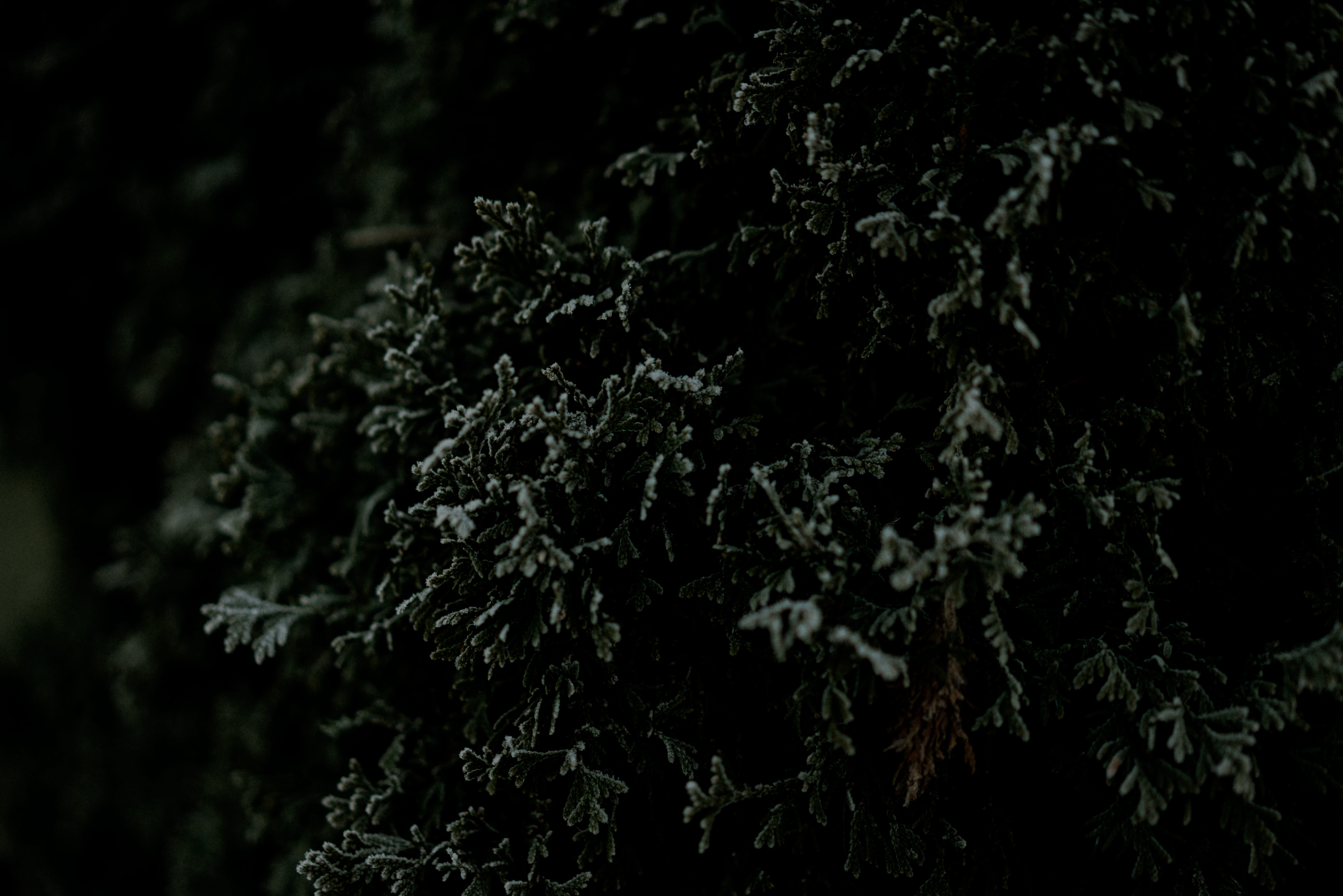 ice, lichen, medical cannabis, marijuana - herbal cannabis, food, outdoors, fall, background, no people, frozen, green color, 8K, color, plant, HD Wallpaper