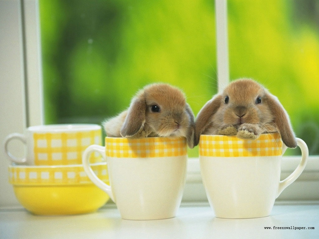 480P, coffie anyone, cups, anyone, hd, bunny, coffie, bunny cups, animals, HD Wallpaper