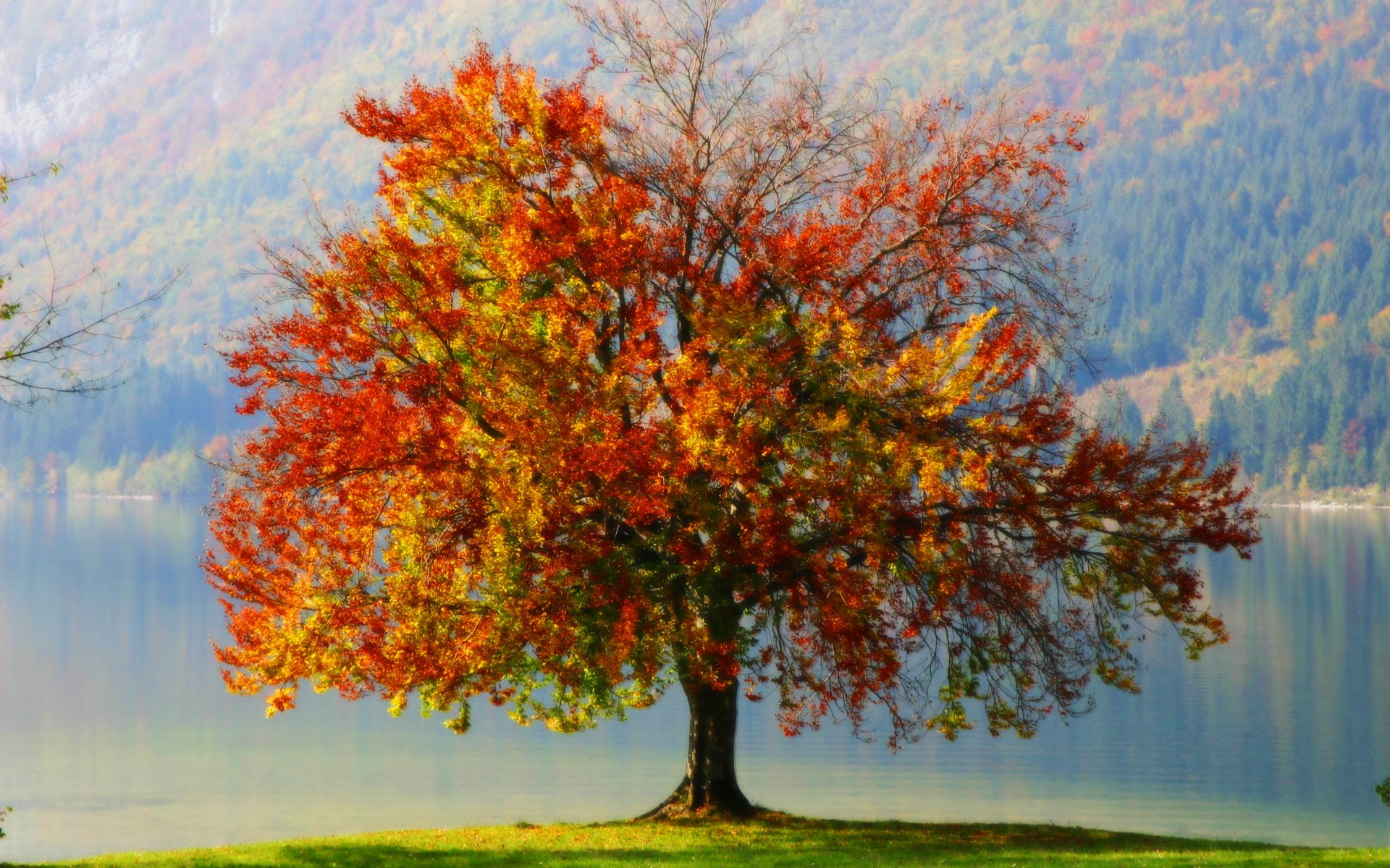 seasons, 1080P, hd, pics, art, s, autumn, x, anyone, nature, got, tree, elemental, season, HD Wallpaper