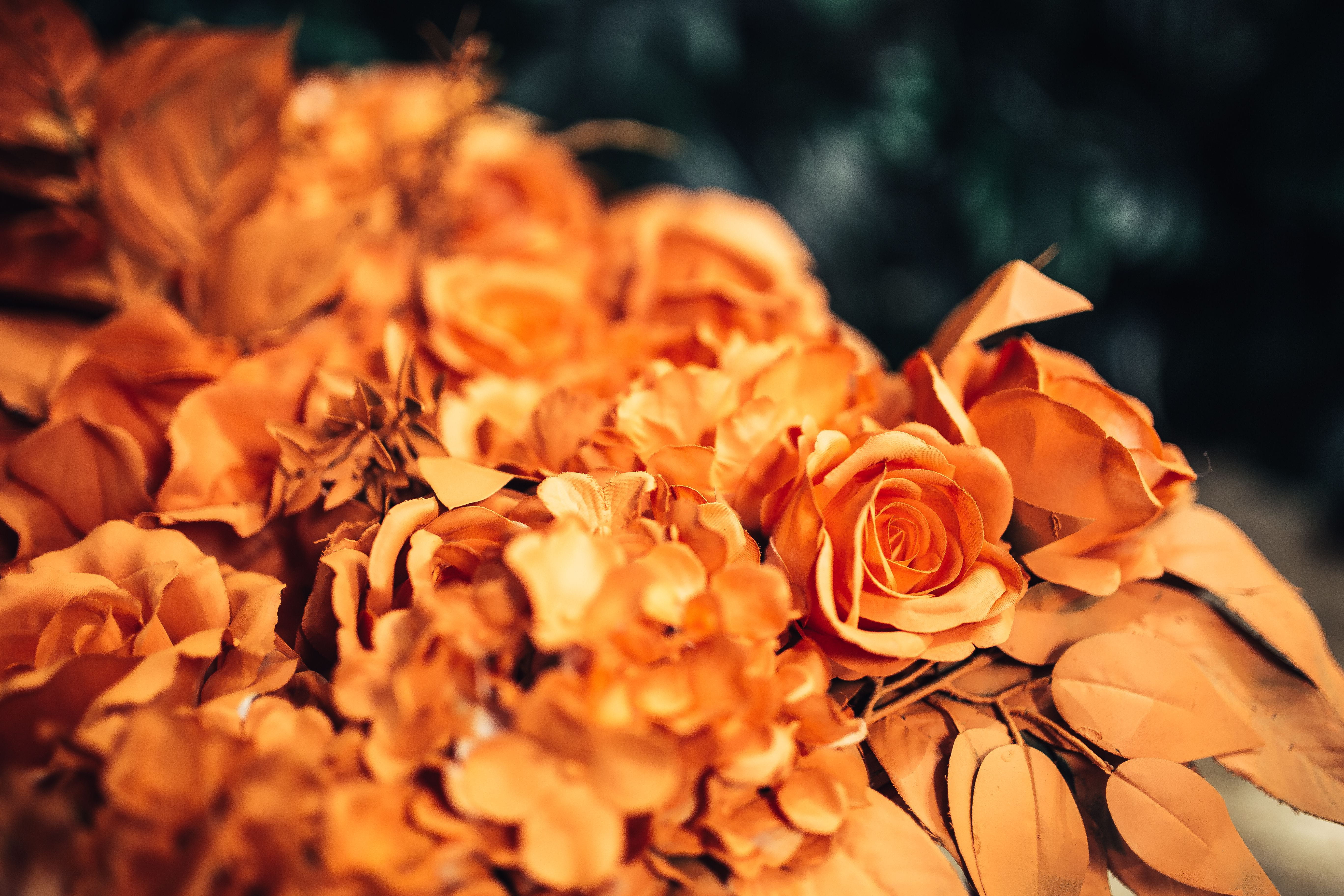 nature, leaves, flower, leaf, bouquet, 5K, day, petal, outdoors, painted, plant part, fragility, close-up, beauty in nature, autumn, no people, freshness, HD Wallpaper