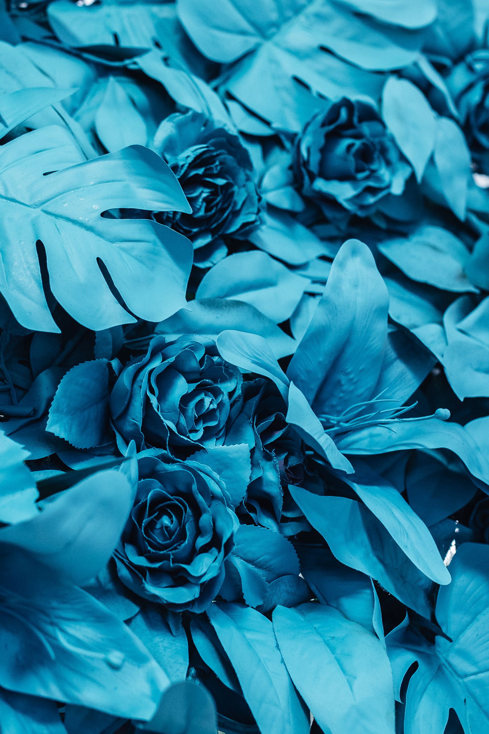 flower, flowers, leaf, fragility, growth, 2K, freshness, bunch of flowers, vulnerability, painted, outdoors, blue, backgrounds, flowering plant, fake, Phone HD Wallpaper