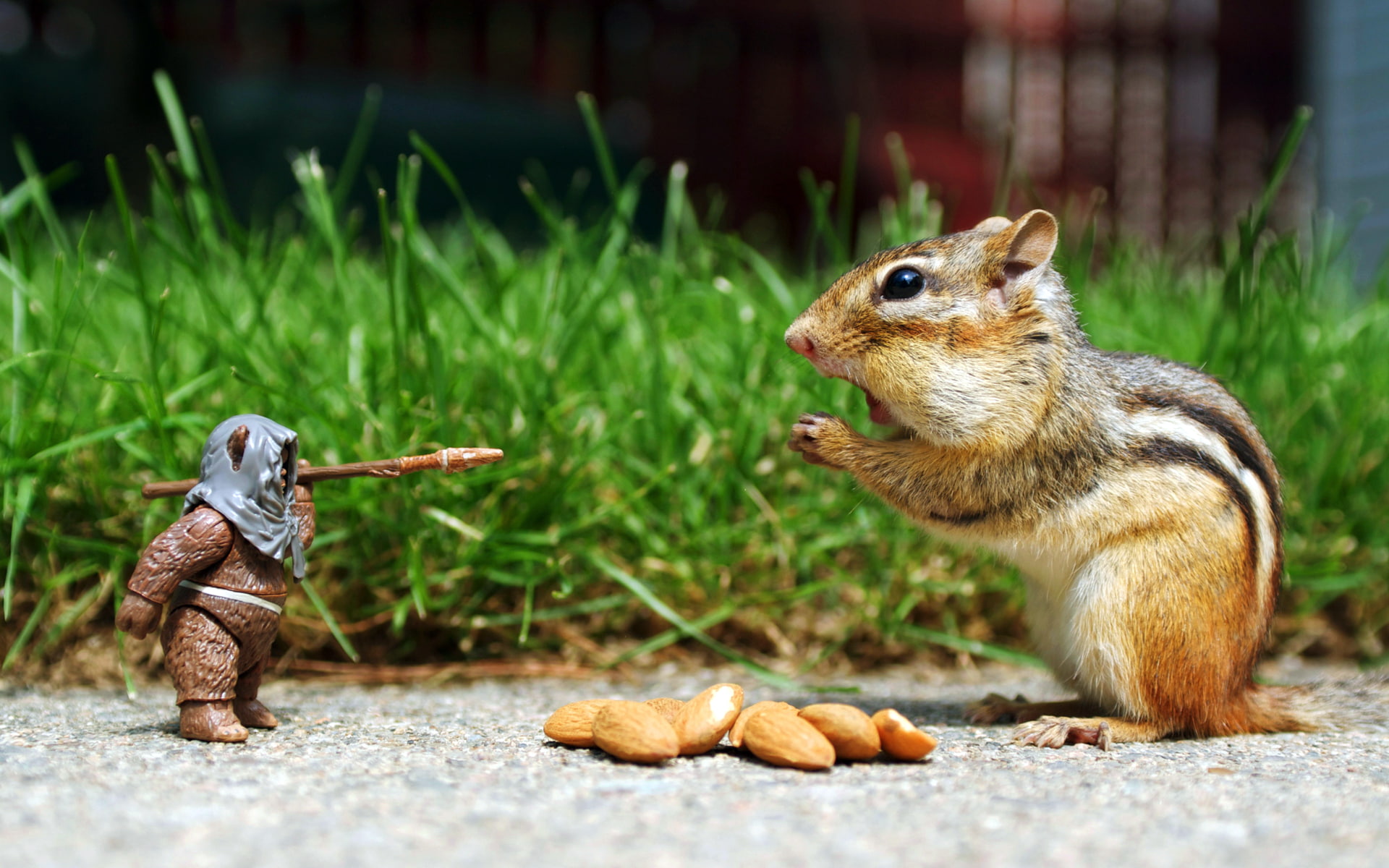 1080P, action figures, humor, squirrel, HD Wallpaper