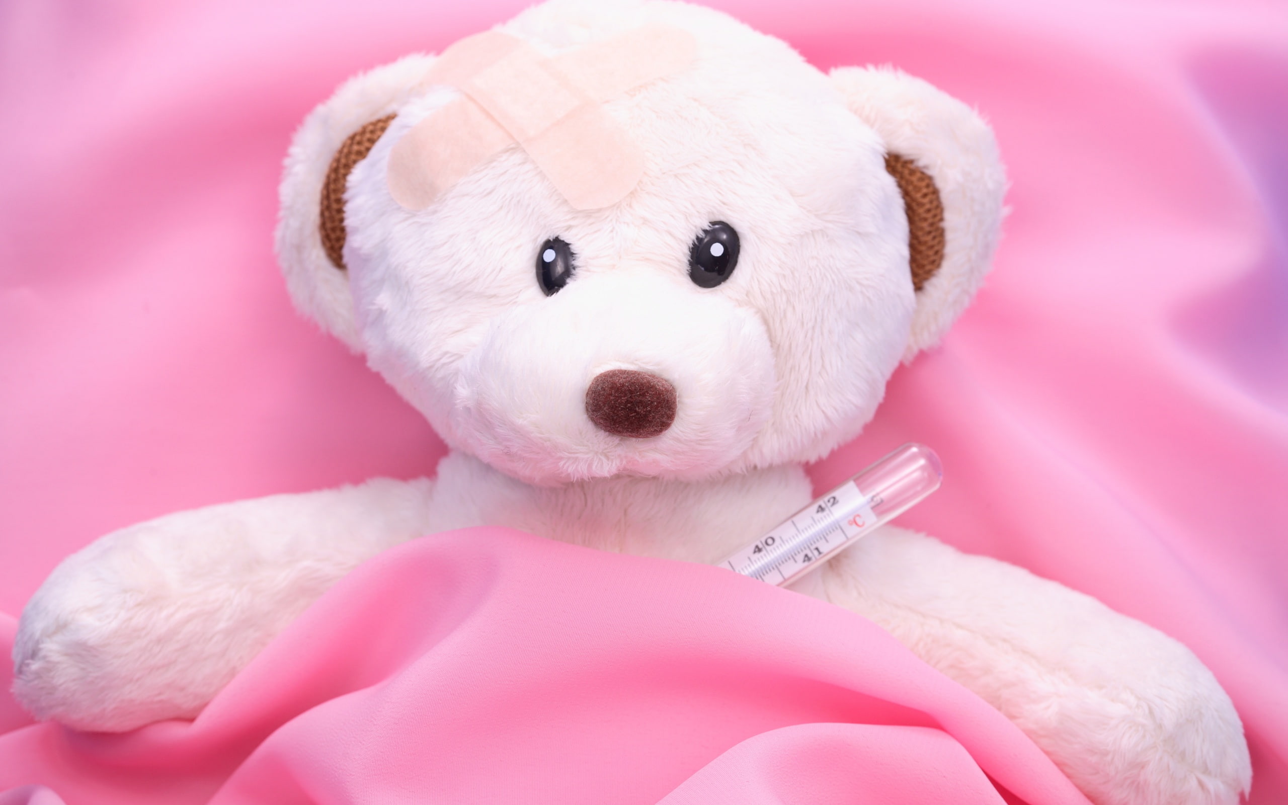 Ill, Teddy, 2K, Bear, HD Wallpaper