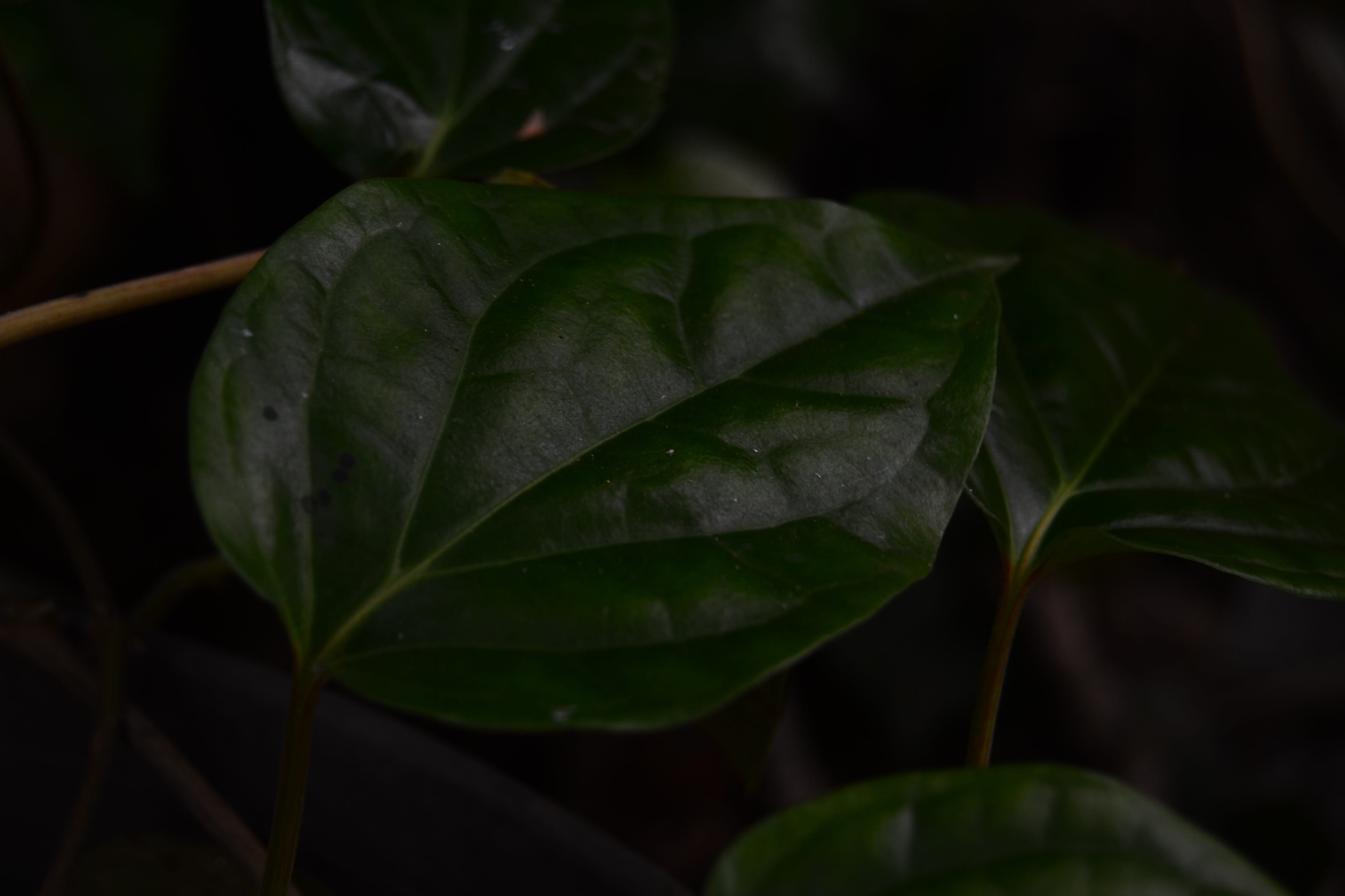 white, medicine, leaves, piper, background, no people, leaf, organic, isolated, close-up, selective focus, herbal, green, tranquility, plant part, 4K, HD Wallpaper