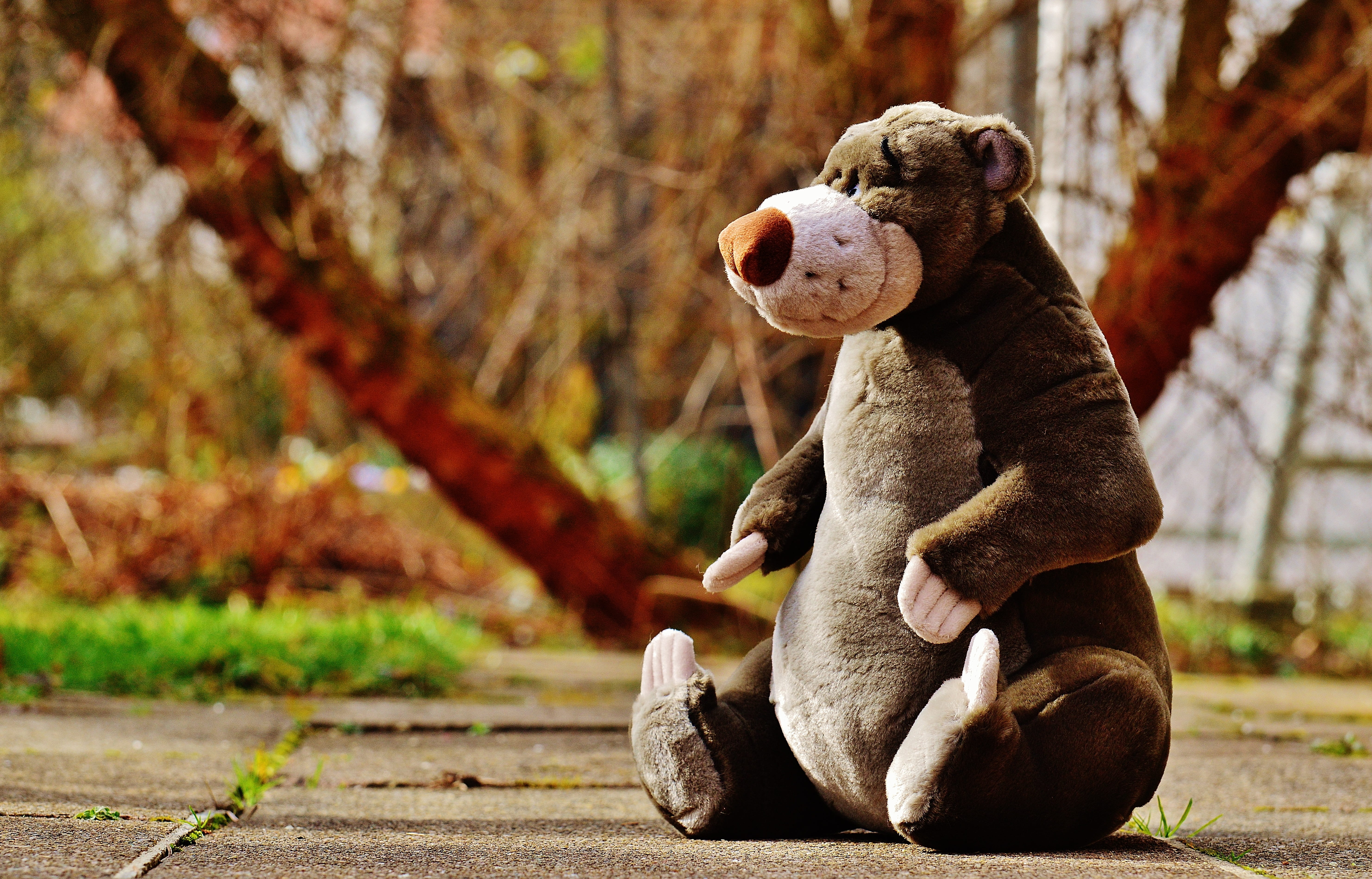 5K, out, bear, bears, full length, sweet, toy, animal, knuffig, pavement, plant, mammal, sitting, road, snuggle, purry, white, stuffed toy, children, cute, HD Wallpaper