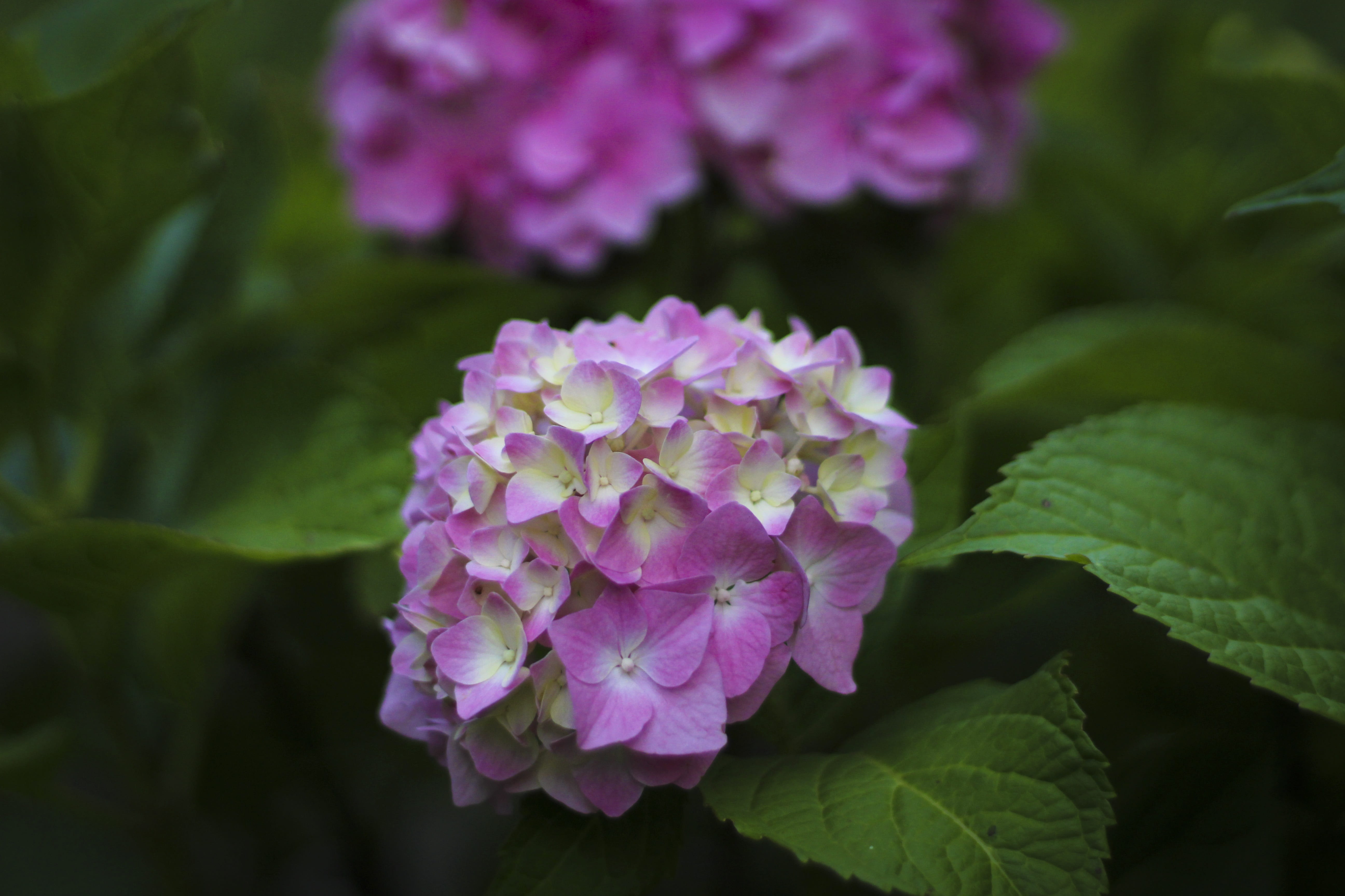 focus on foreground, purple, plant, pink color, beauty in nature, outdoors, flower head, depth, flowers, image, growth, plants, hydrangeas, 5K, close-up, HD Wallpaper