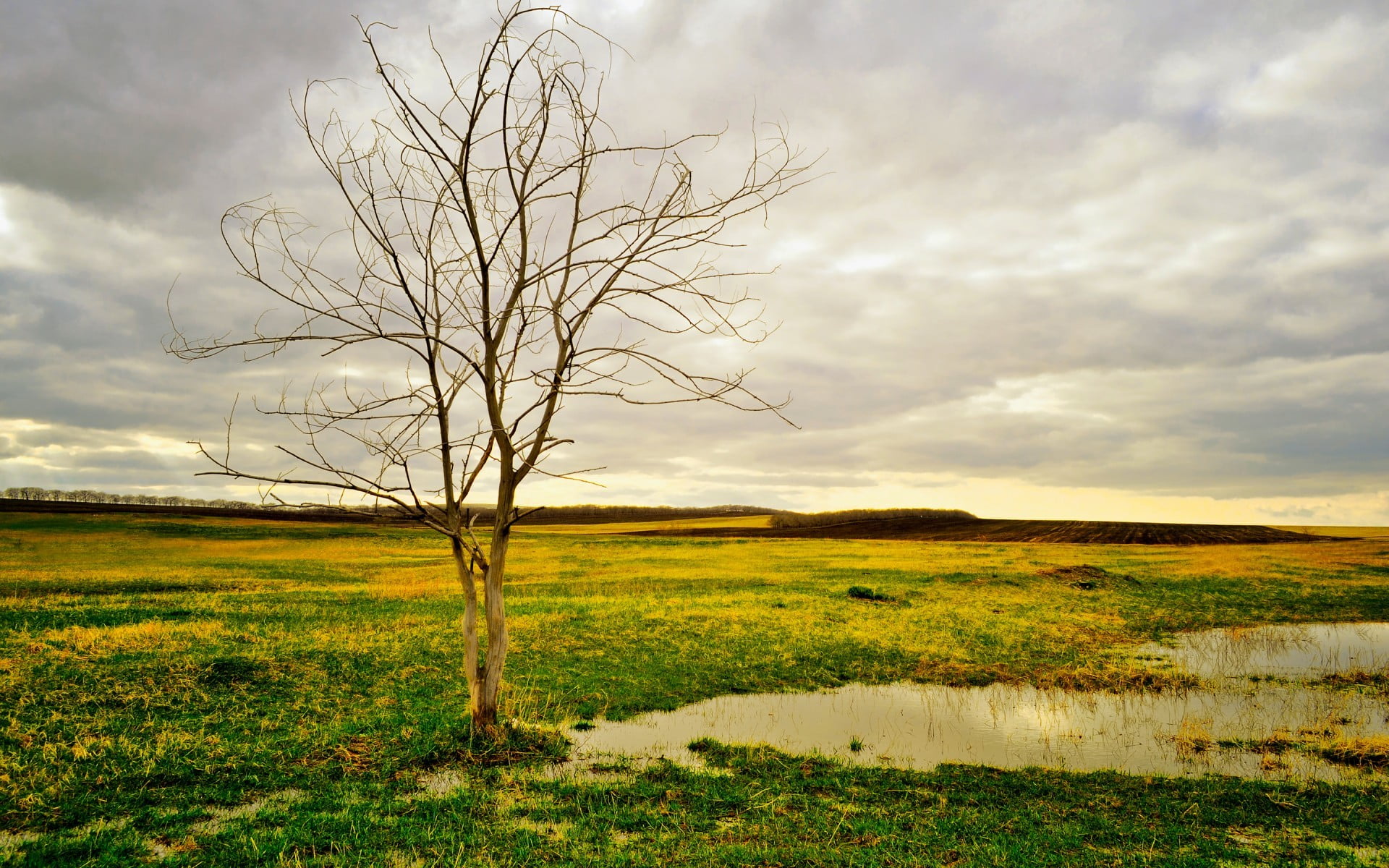 bare tree, tranquility, field, no people, grass, environment, scenics - nature, non-urban scene, 1080P, mud, brown, tranquil scene, trees, land, plant, HD Wallpaper