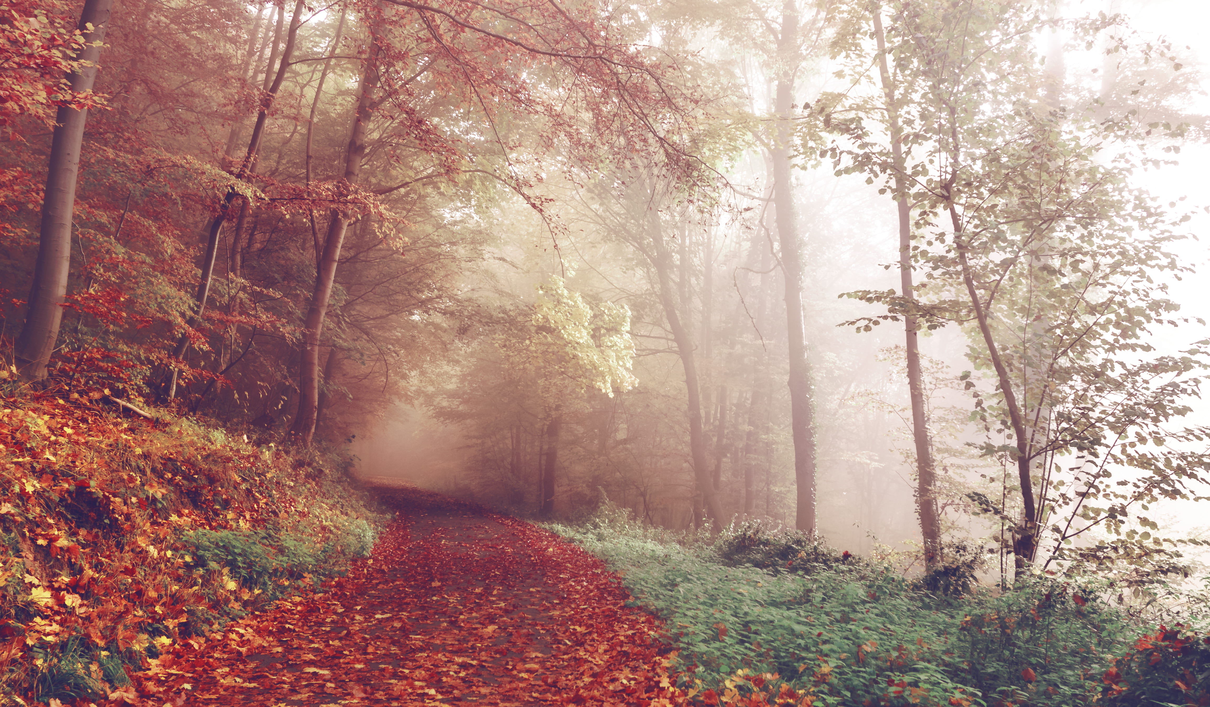 wood, trail, fog, beauty in nature, 4K, trees, direction, pathway, forest, muddy, change, red, outdoors, rural, misty, path, fall, trunk, photo, no people, HD Wallpaper