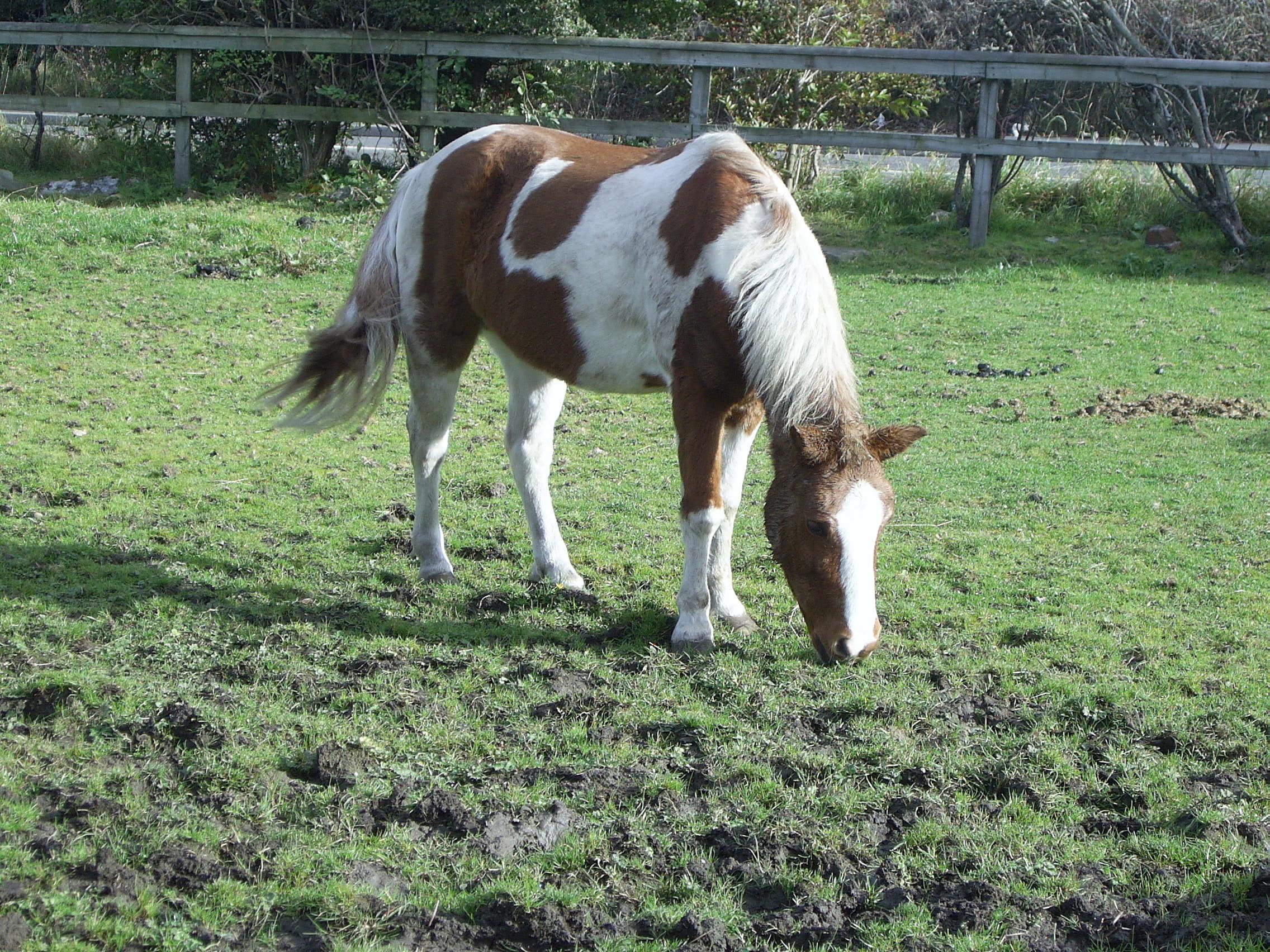 cute, paint pony, field, 1080P, horse, animals, shetl, muddy, HD Wallpaper