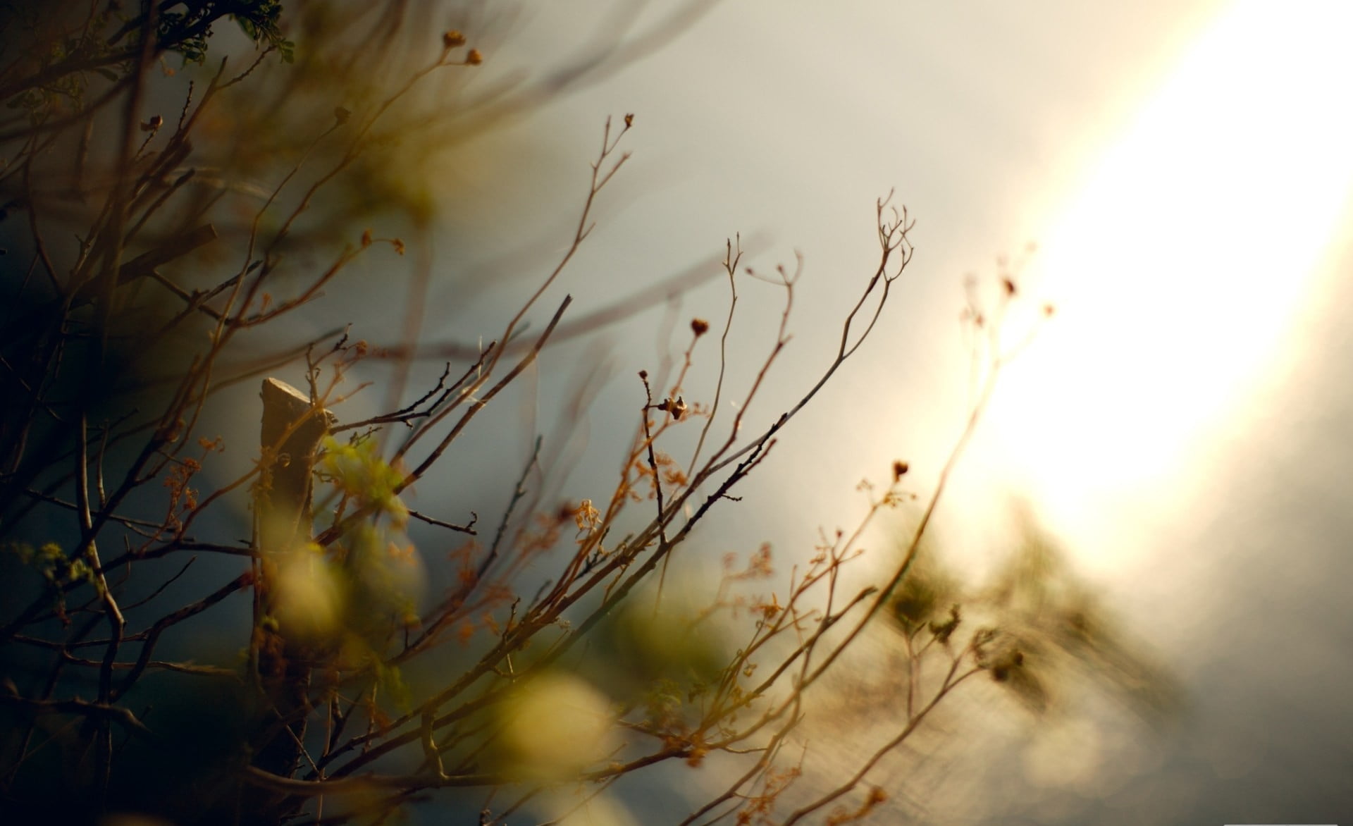 non-Urban Scene, sunrise - Dawn, focus on foreground, landscape, forest, land, sunset, summer, beauty In Nature, dawn, meadow, tranquility, autumn, plant, HD Wallpaper