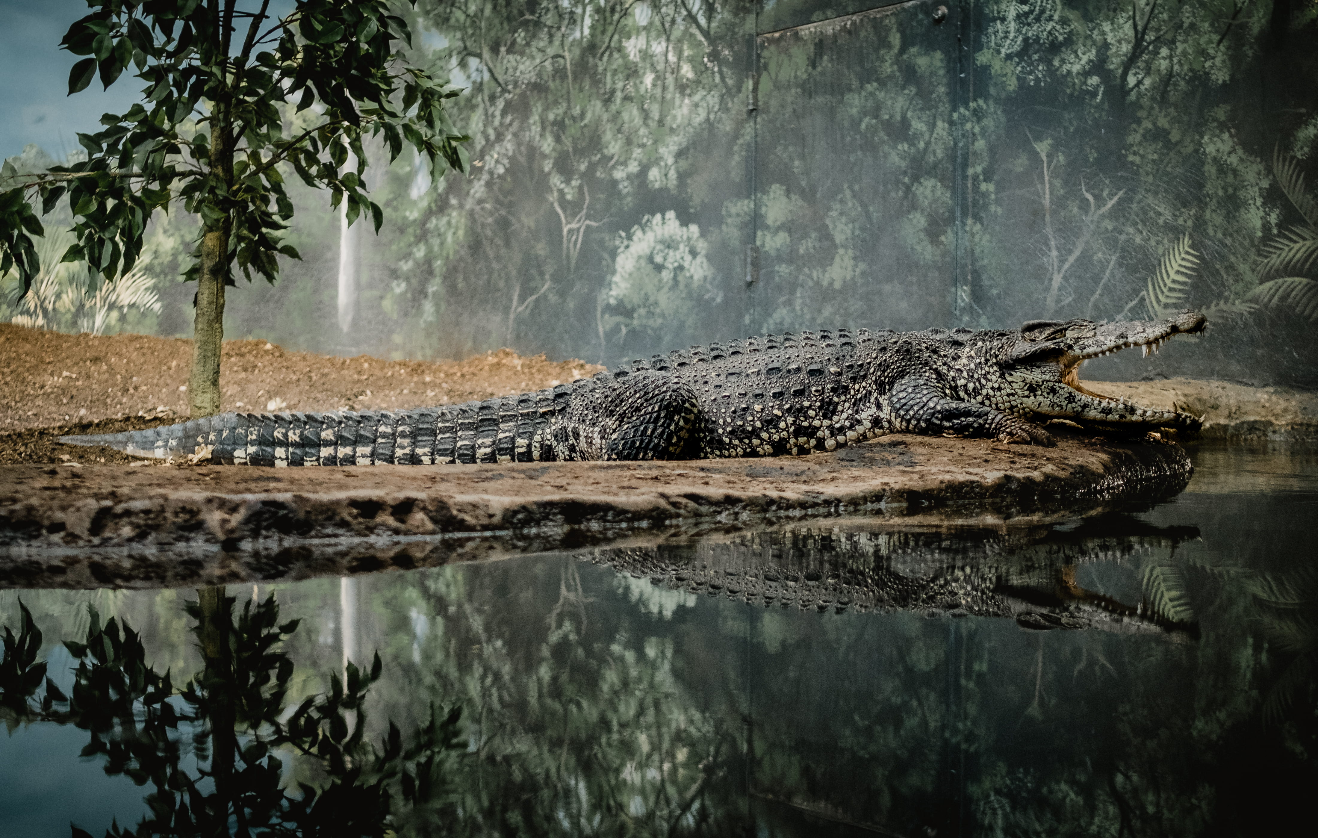 nature, 4K, landscape, trees, wildlife, reflect, animal wildlife, one animal, waterfront, photography, swamp, green, lake, water, no people, croc, leafed, HD Wallpaper