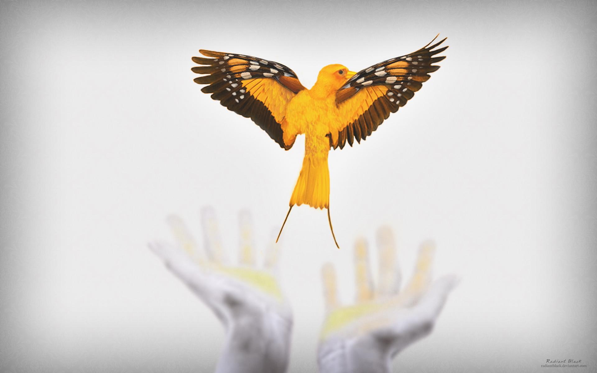 1080P, yellow, animals, butterfly, fantasy, bird, dream, HD Wallpaper