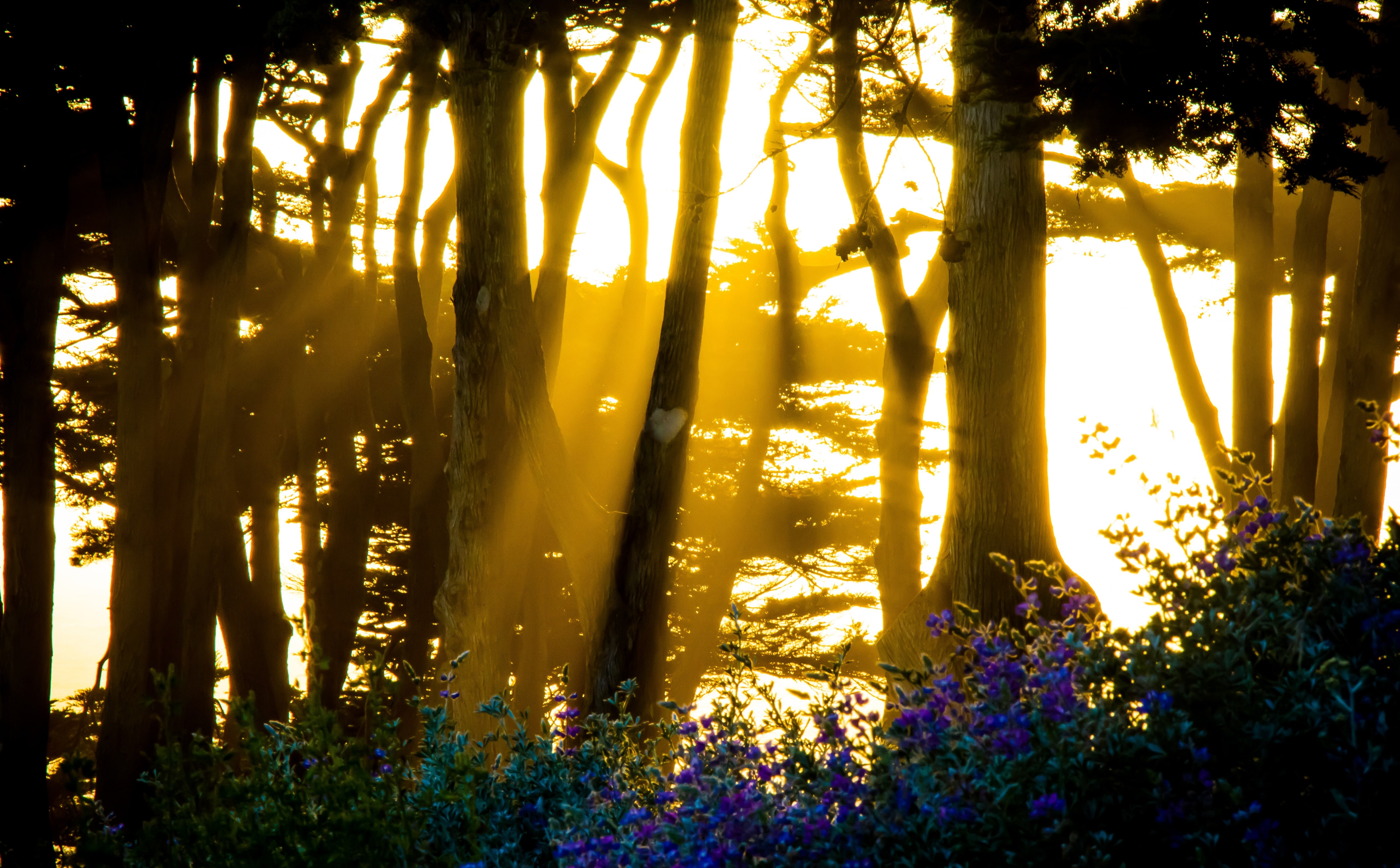 land, hide, outdoors, tree trunk, beauty in nature, forest, Flowers, trunk, tree, California, tranquility, nature, idyllic, flower, sun, lens flare, sunlight, HD Wallpaper