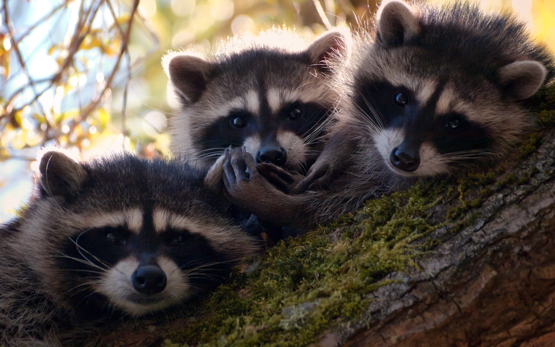 Cute, Three, Raccoons, 1080P, HD Wallpaper