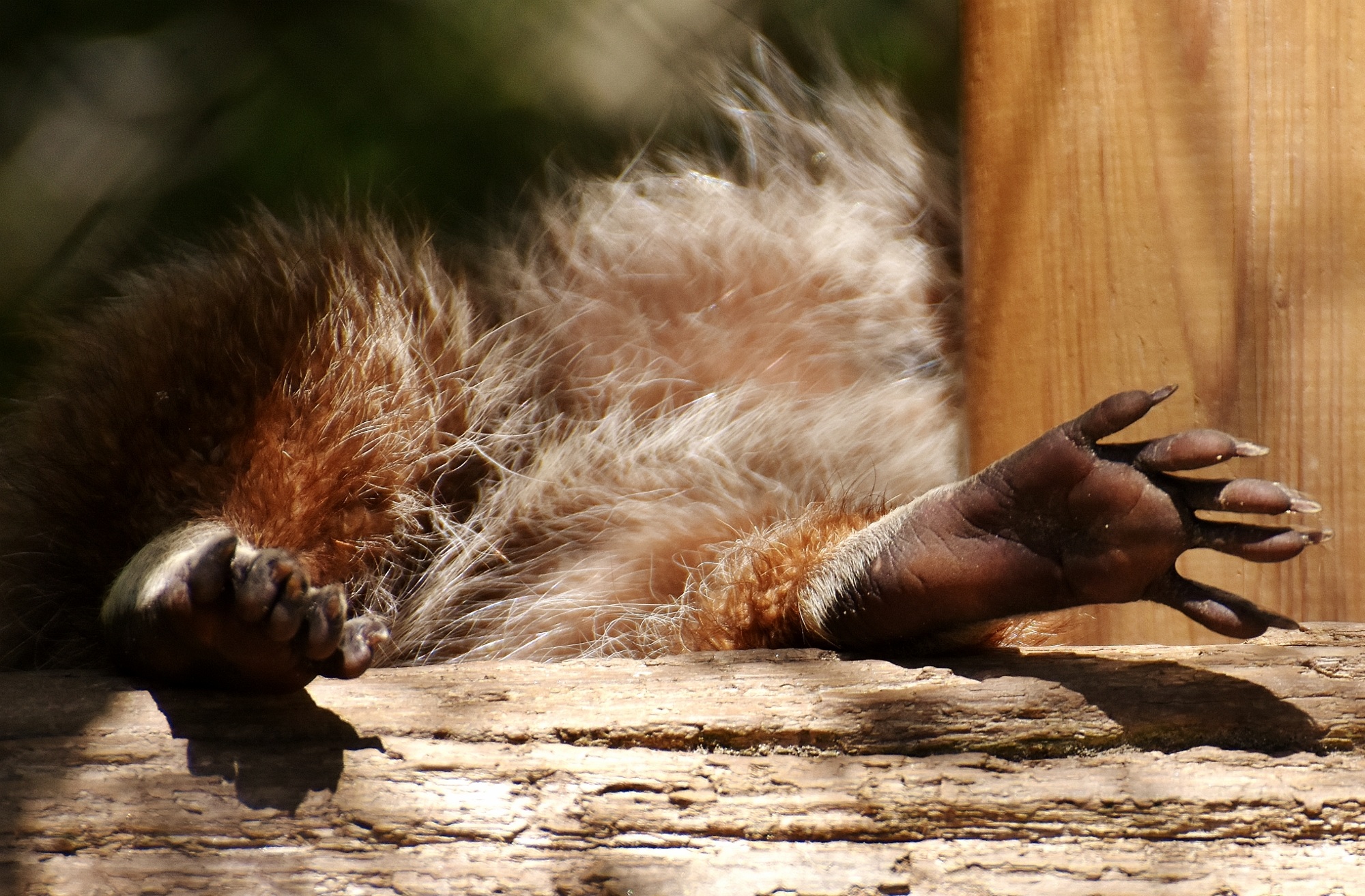 cute, sleeping, lying down, one animal, animal themes, wood - Material, wildlife photography, animal wildlife, day, mammal, nature, brown, outdoors, no people, HD Wallpaper