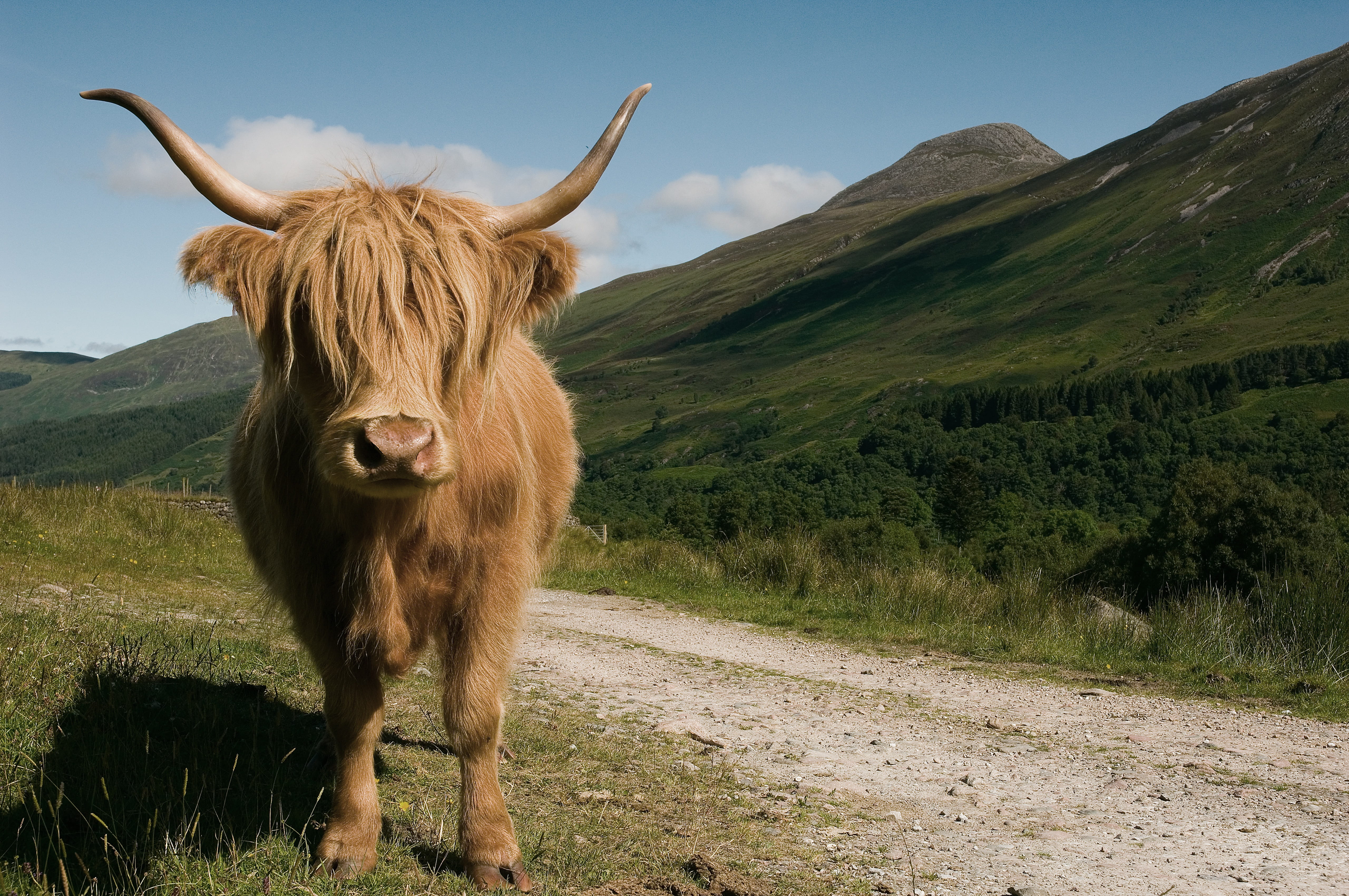 agriculture, farm, outdoors, domestic animals, scottish, sky, breed, 5K, grass, horned, animal themes, pasture, cow, brown, animal, land, close, one animal, HD Wallpaper
