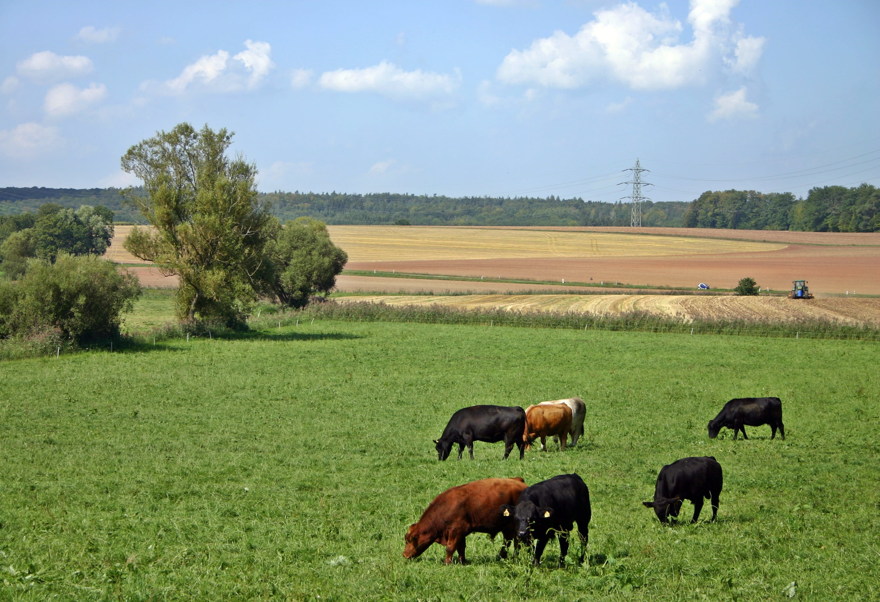 colorful, cereal fields, group of animals, animal themes, southern germany, meadow, nature, pasture, domestic animals, agriculture, tractor, mammal, landscape, HD Wallpaper