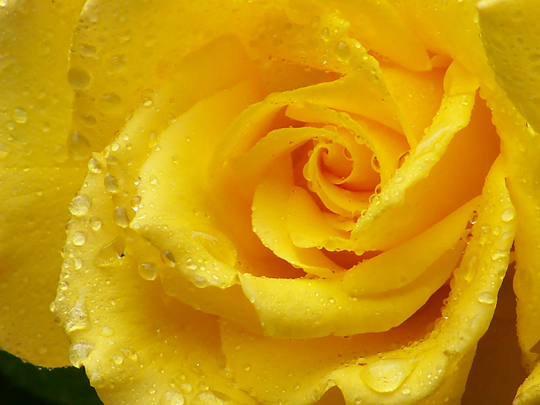 close-up, rose - Flower, dew, plant, macro, nature, 1080P, summer, yellow rose, flowering plant, rose, beauty In Nature, water, vulnerability, drops, botany, HD Wallpaper