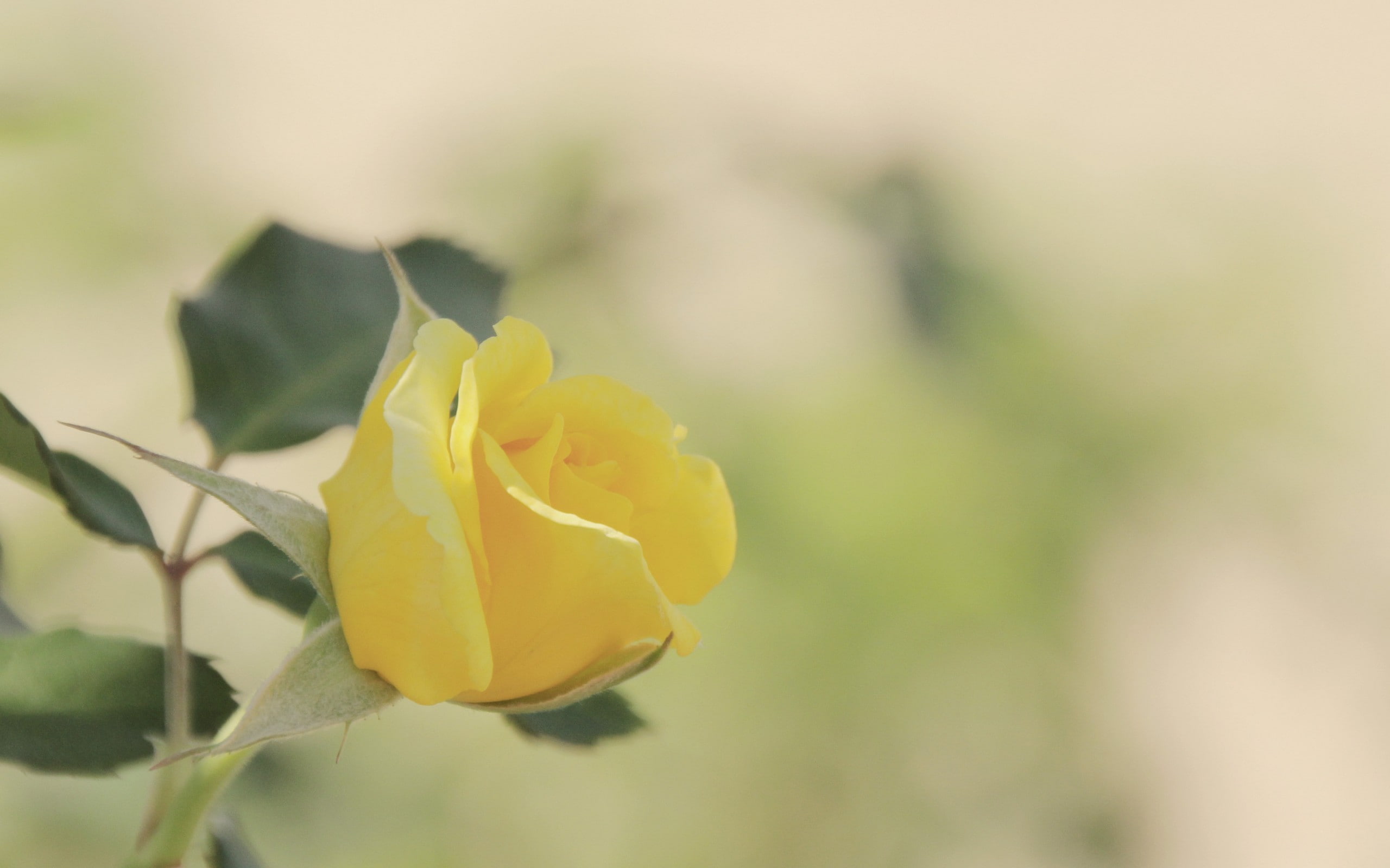 macro, blur, rose, flower, yellow rose, 2K, yellow, HD Wallpaper