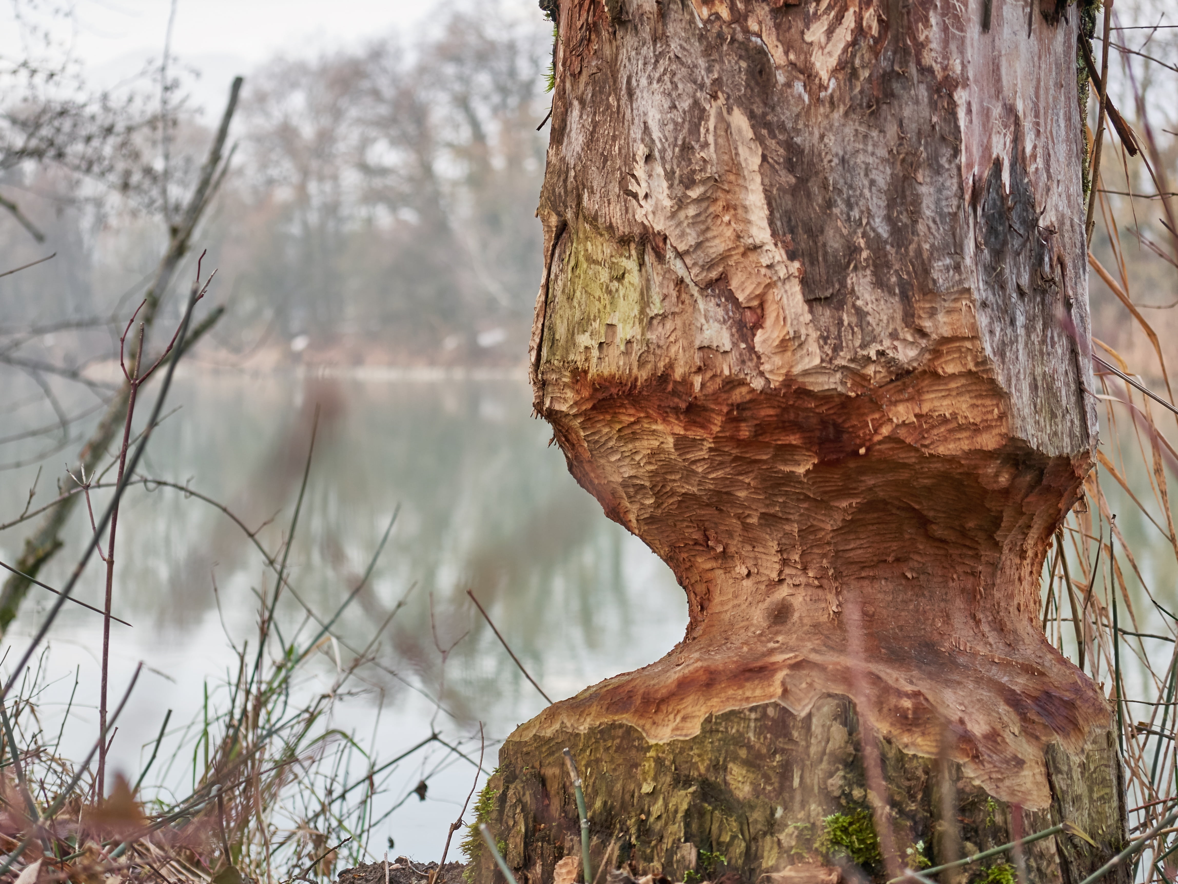 tree, tranquil scene, close-up, plant, trunk, master builders, bark, forest, branch, winter, tree trunk, outdoors, water, nature, eat, beauty in nature, HD Wallpaper