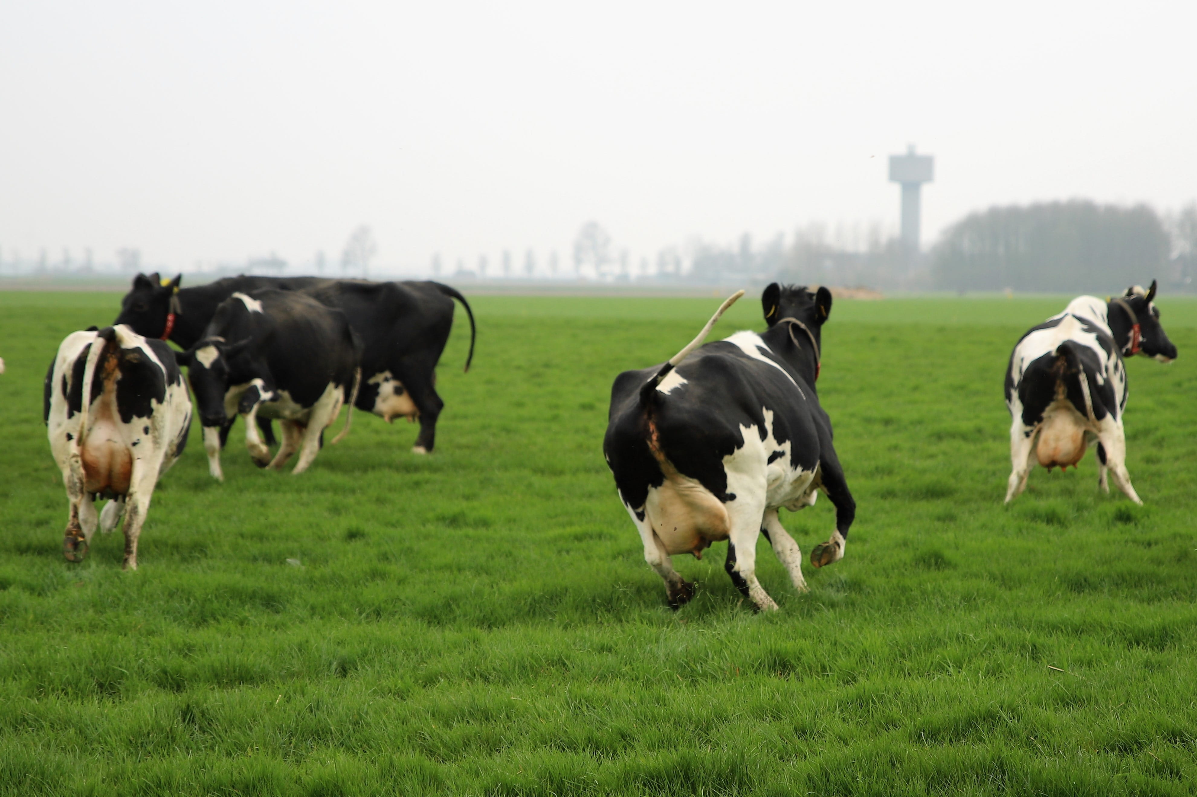 cattle, spring, cow, domestic animals, grass, vertebrate, herd, pets, outdoors, landscape, cows, plant, mammal, green color, meadow, pasture, grazing, herbivorous, HD Wallpaper