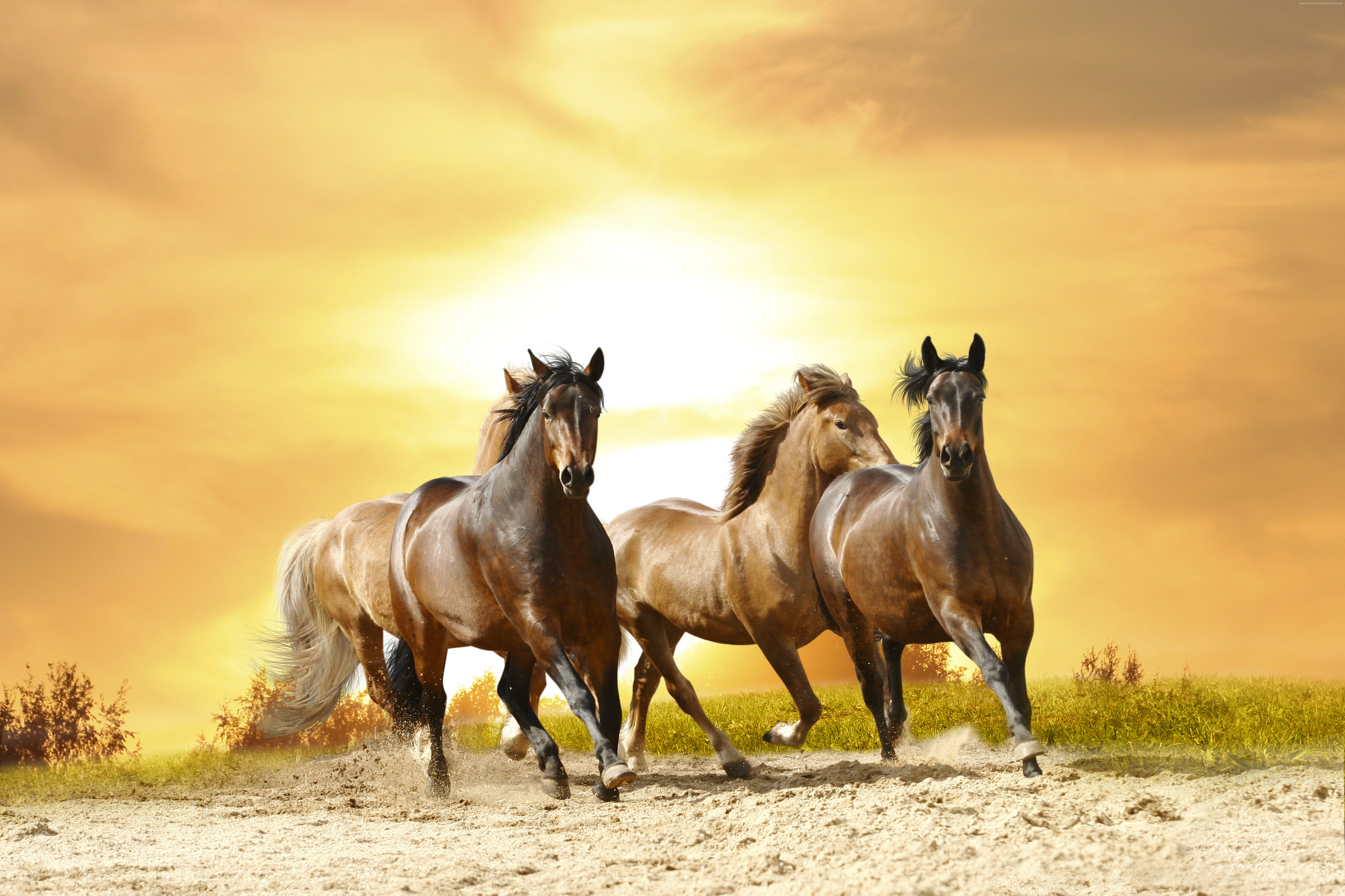 horses, cute animals, 8k, 5K, HD Wallpaper