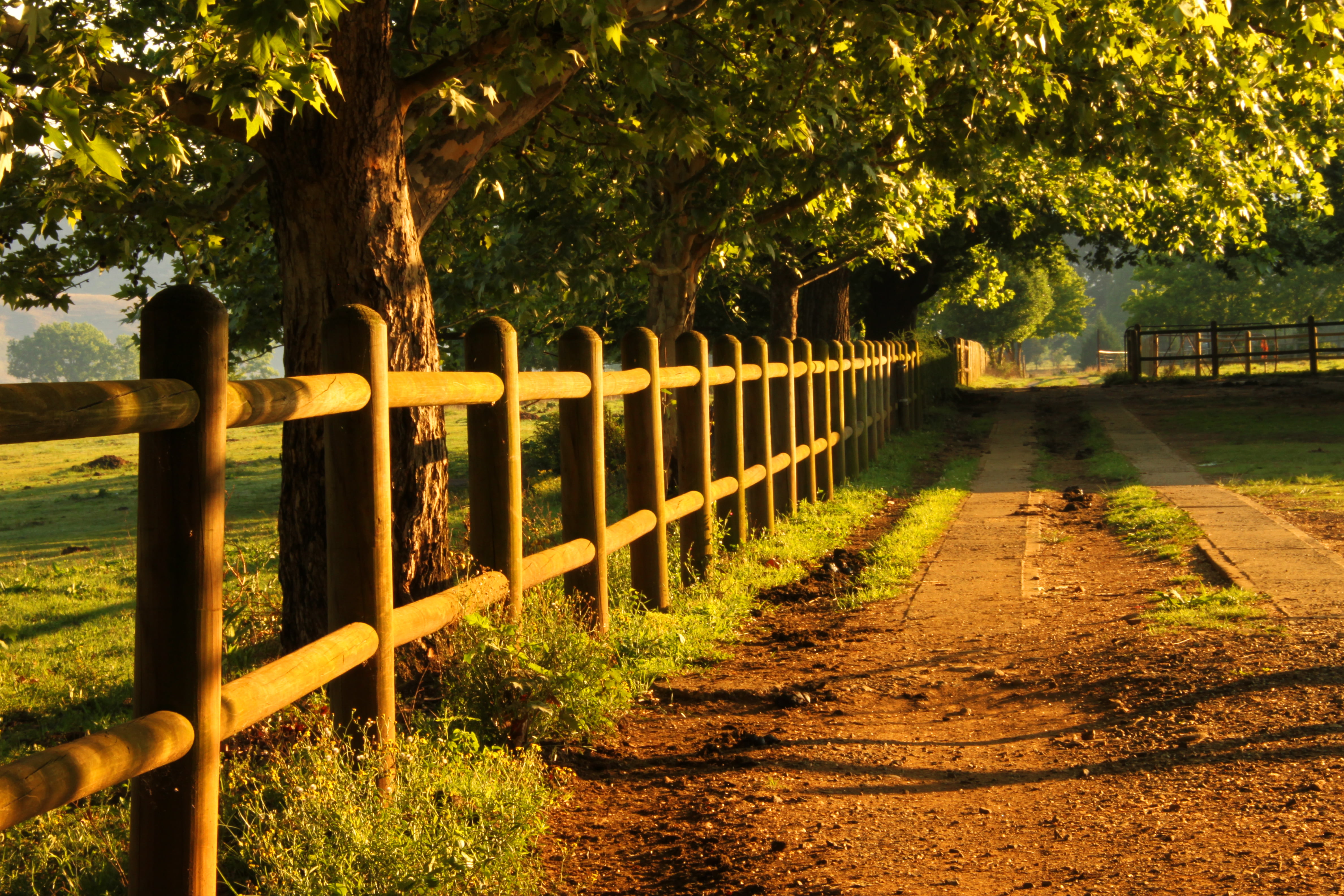 Light, green, Golden  Tree, Stables, near, sun rise, outdoors, nature, beige, green leaves, photo, leaves, Drakensberg, South Africa, sun, 4K, tree, Fence, HD Wallpaper