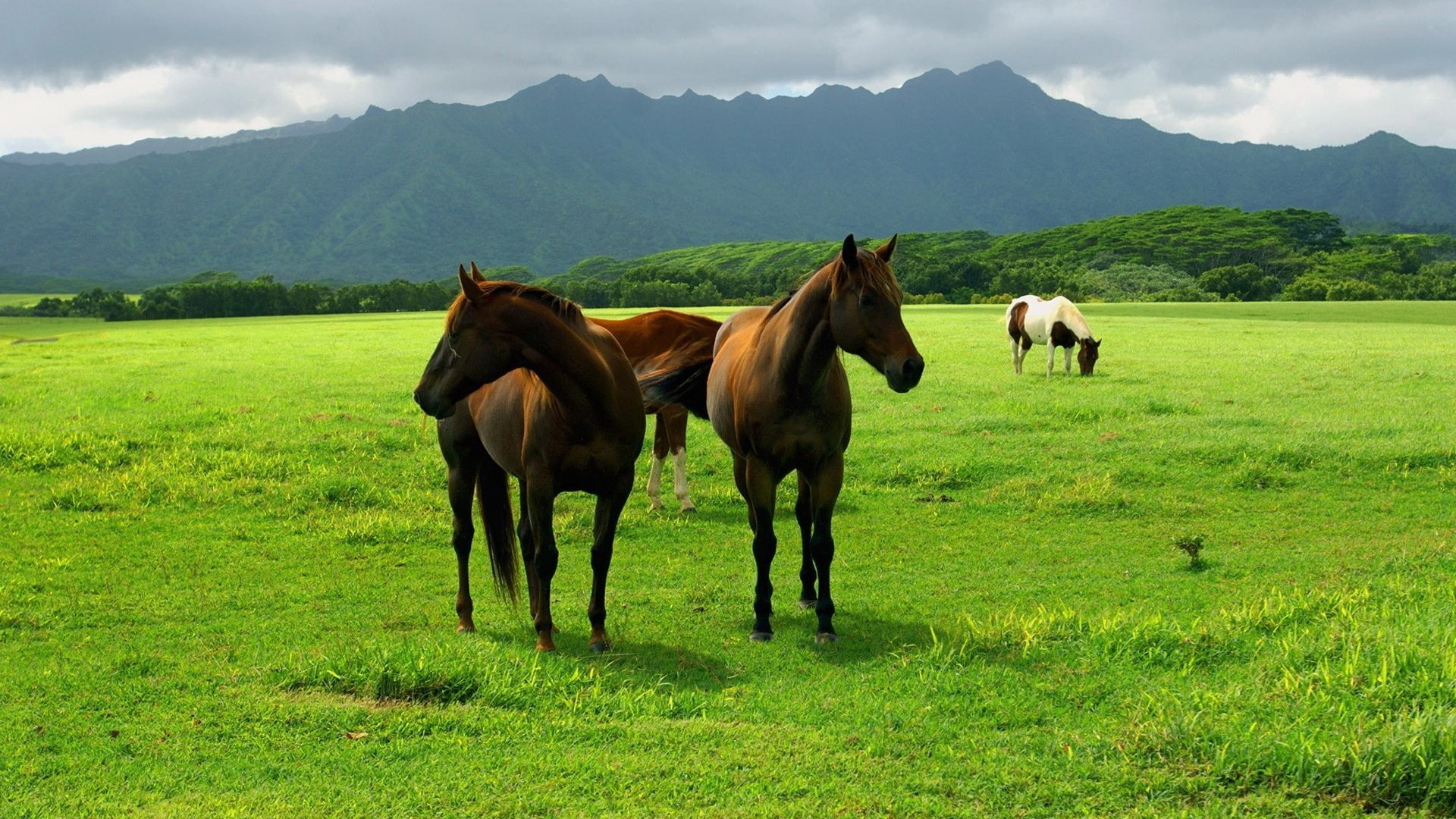 landscape, field, no people, animal themes, domestic animals, land, mammal, nature, domestic, horse, environment, vertebrate, plant, animal wildlife, mountain range, HD Wallpaper