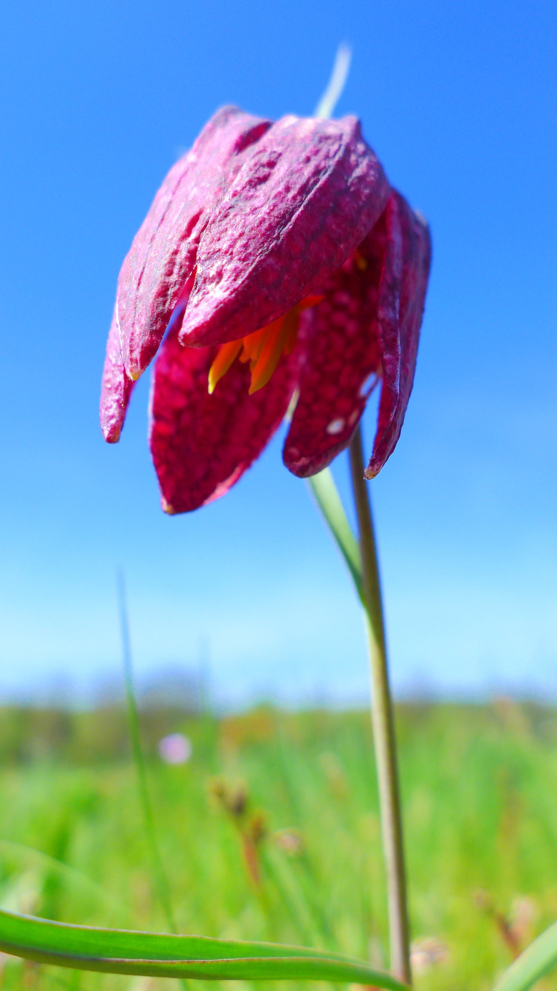 day, inflorescence, plant, beauty in nature, regional specificity, flower head, chequered, field, spessart, petal, land, nature, vulnerability, freshness, Phone HD Wallpaper