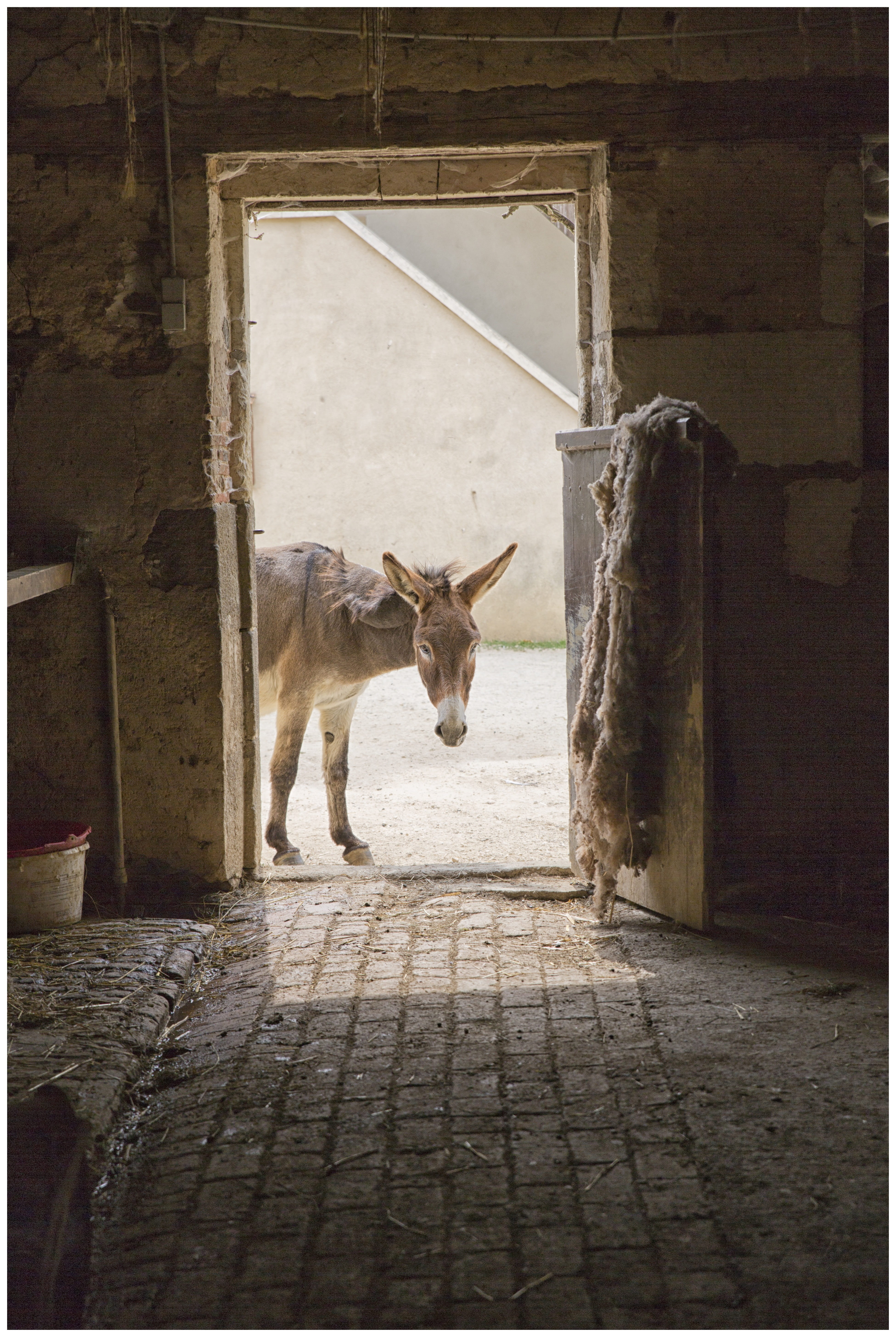 door, day, 5K, built structure, domestic, transfer print, agricultural, barn, pets, livestock, mammal, donkey, city, animal themes, domestic animals, architecture, Phone HD Wallpaper