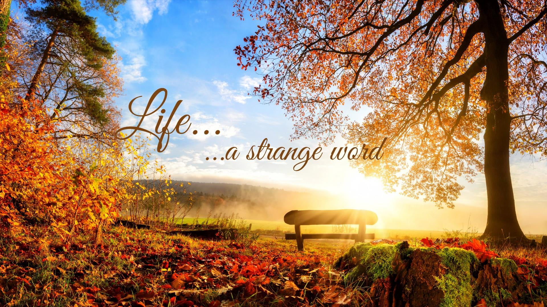 change, yellow, sunbeam, quote, clouds, communication, tree, day, plant, colors, reality, red, land, western script, words, no people, orange color, park, HD Wallpaper