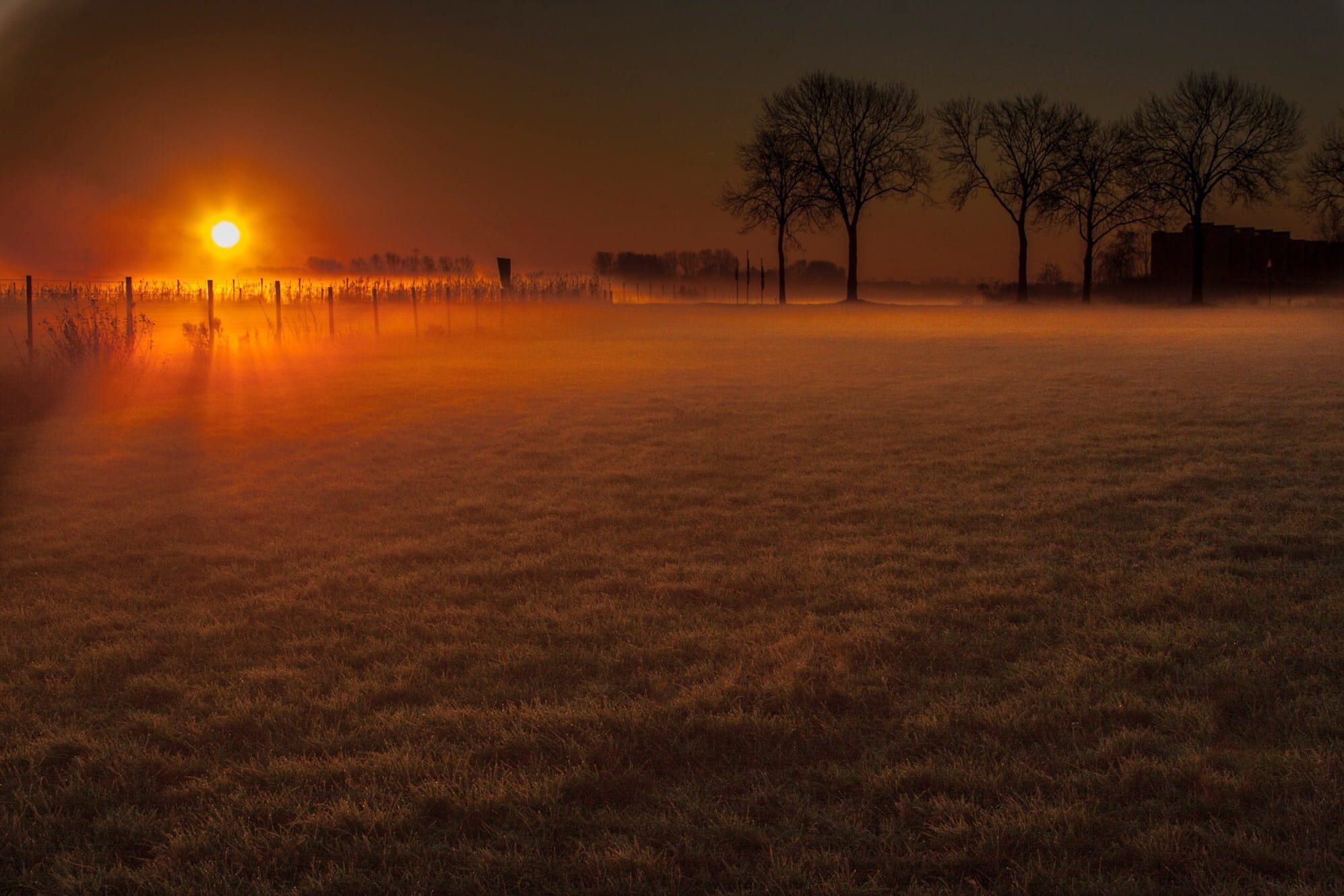bare tree, night, Sentence, sunlight, Meadow, landscape, scenics, Trees, orange color, outdoors, dusk, tree, sunset, Winter, field, beauty in nature, 1080P, HD Wallpaper