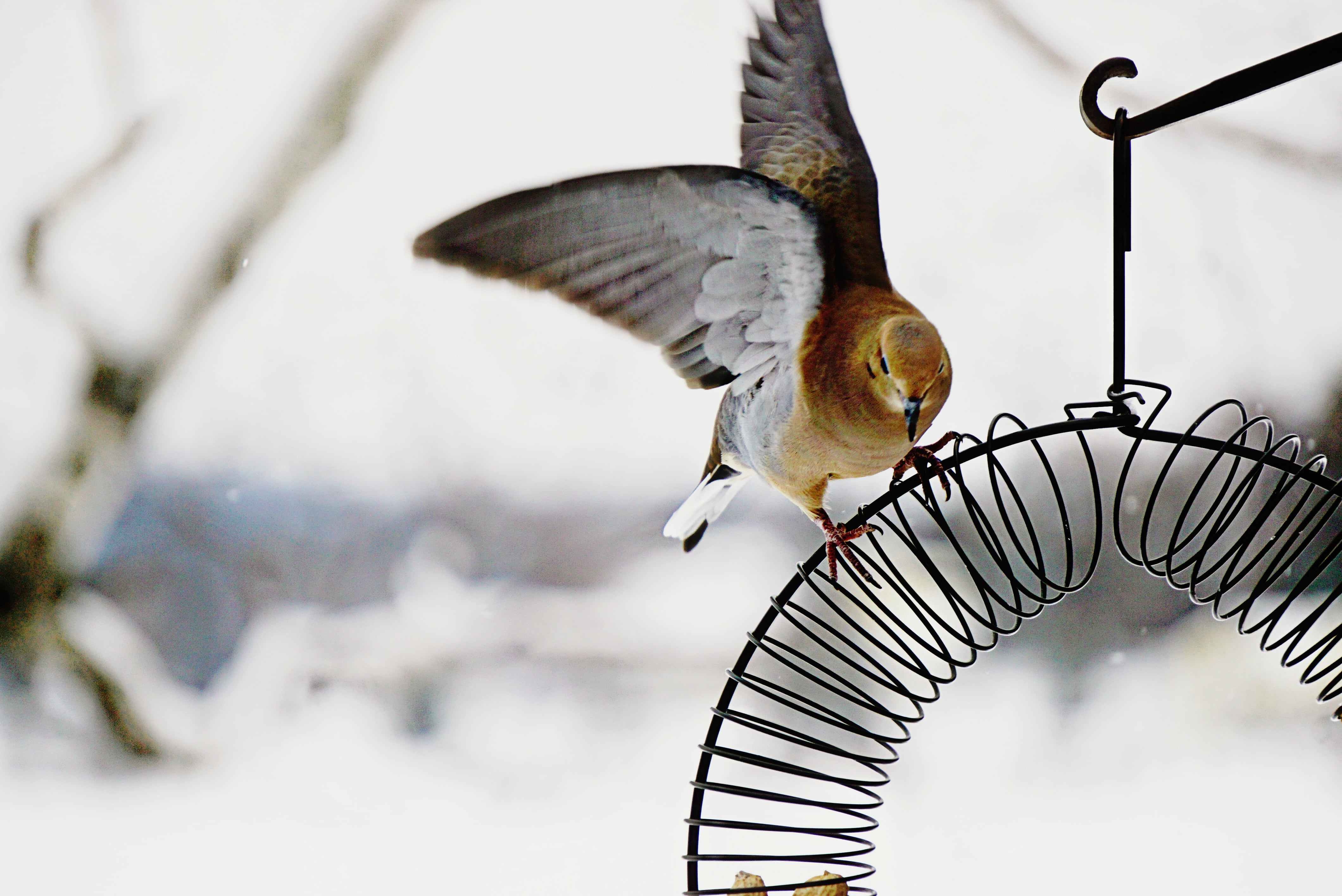 gray, birds, wire, wildlife, snow, small, black wire, animal Wing, bird, wow, winter, sentence, feather, outdoors, animal, mourning dove, 4K, feeder, nature, HD Wallpaper