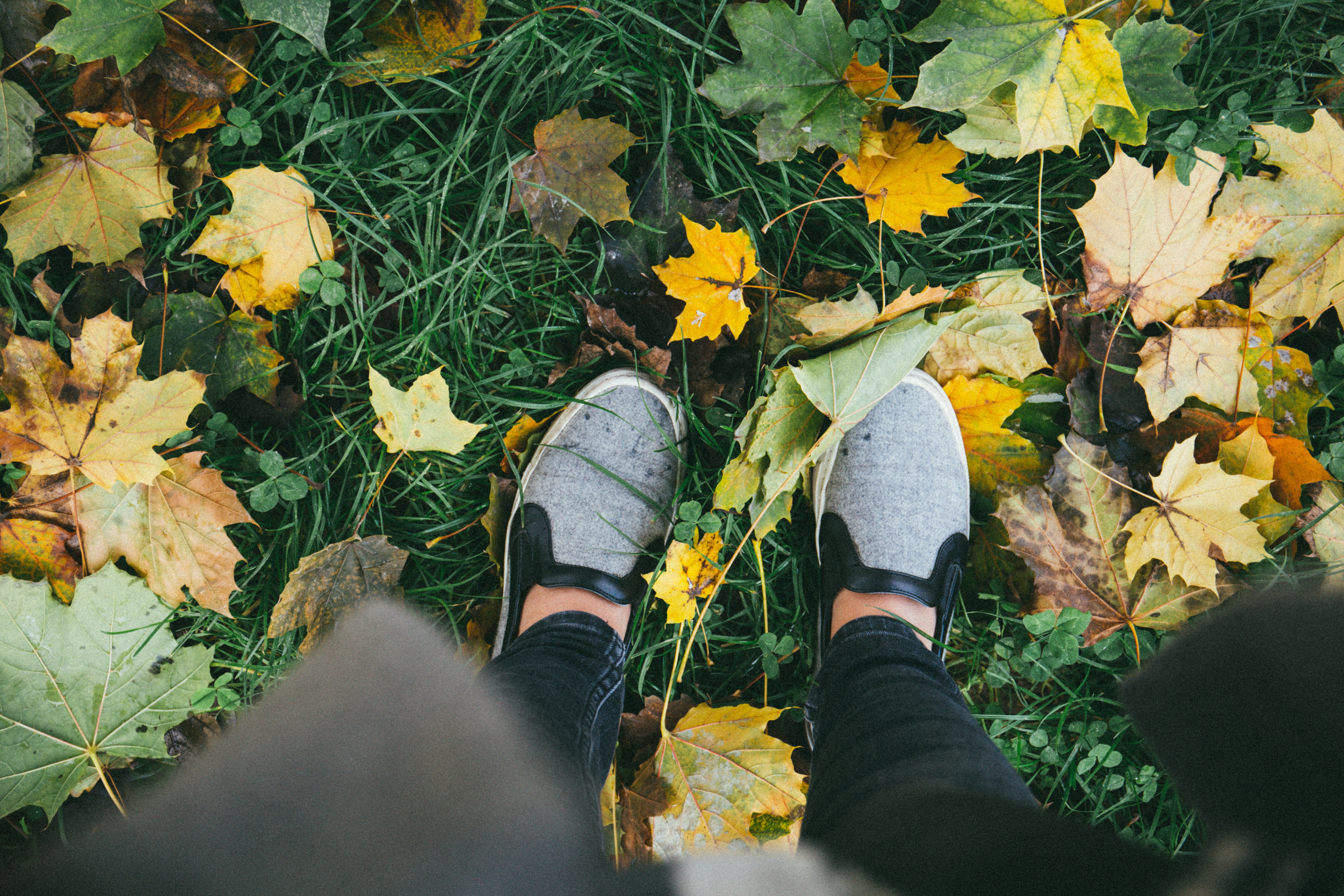 shoes, personal perspective, leaf, people, sneakers, yellow, person, green, stepping, flower, plant, grass, jeans, travel, 5K, slip, day, wearing, high, HD Wallpaper