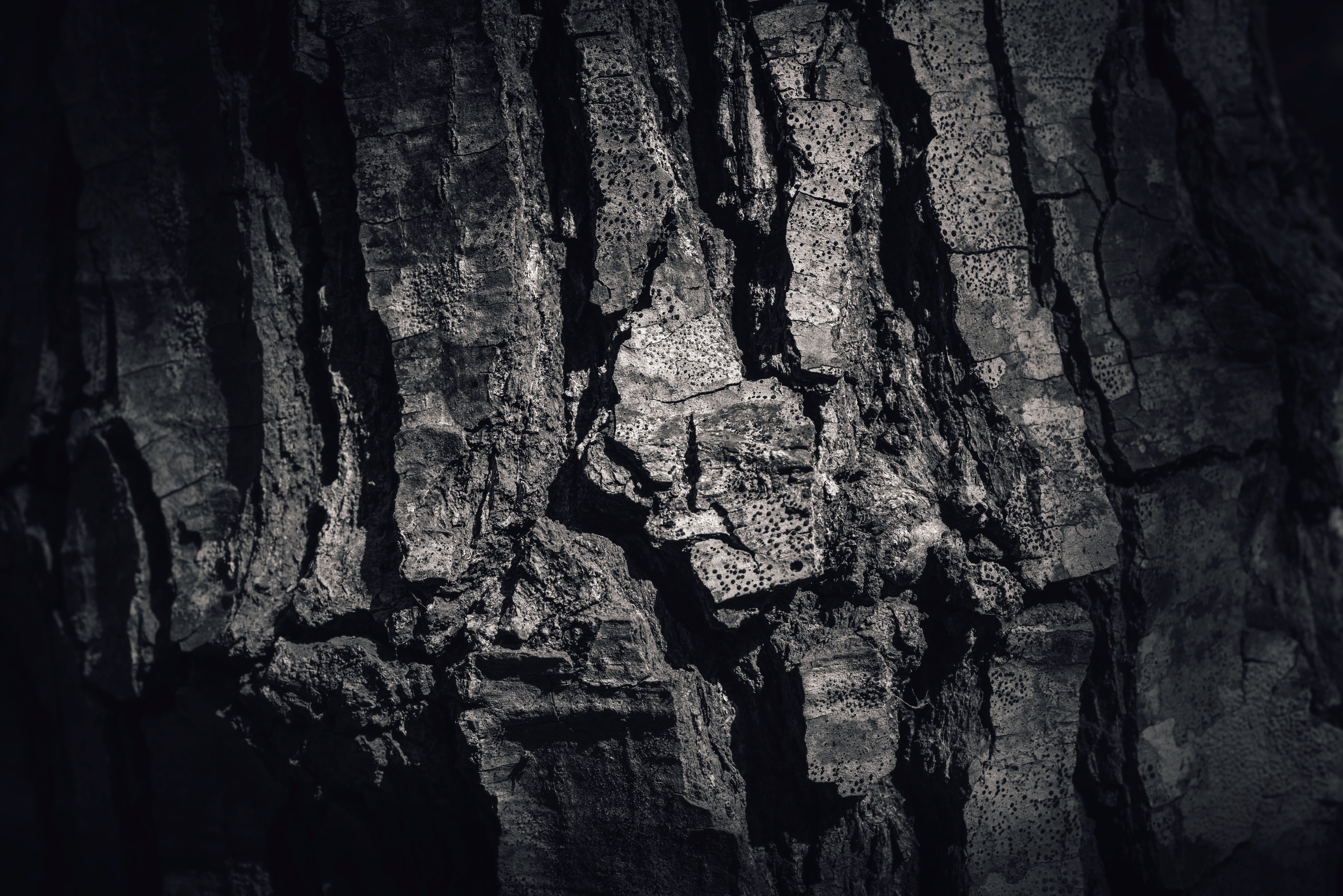solid, wooden, closeup, rough, pine-tree, natural pattern, outdoor, bark, forest, craft, day, tone, rugged, rustic, barrel, close-up, close up, pine, macro, HD Wallpaper