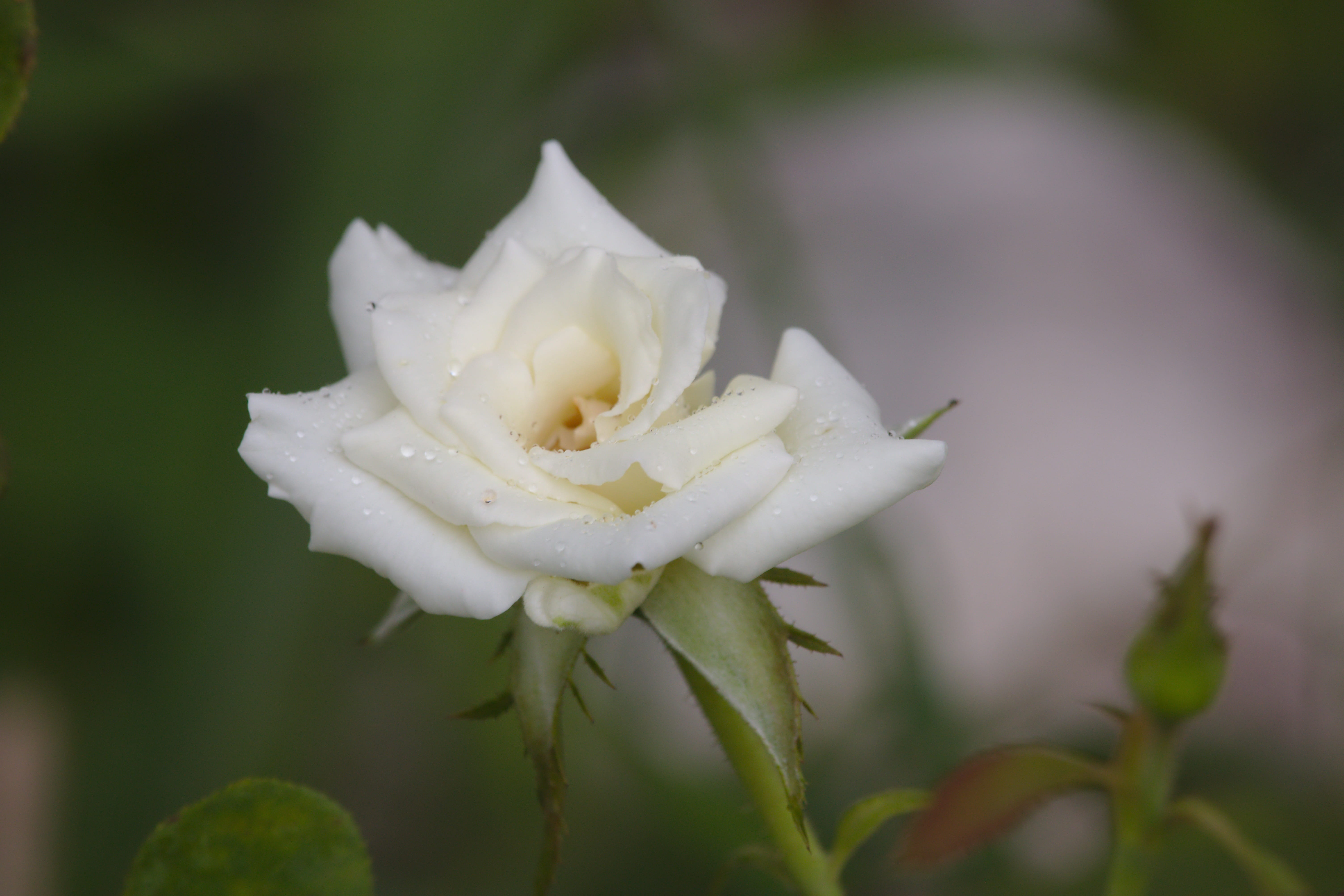 outdoors, petals, sepal, nature, rain, love, drop, growth, vulnerability, white color, summer, petal, rose, freshness, flora, stem, botany, flowering plant, HD Wallpaper