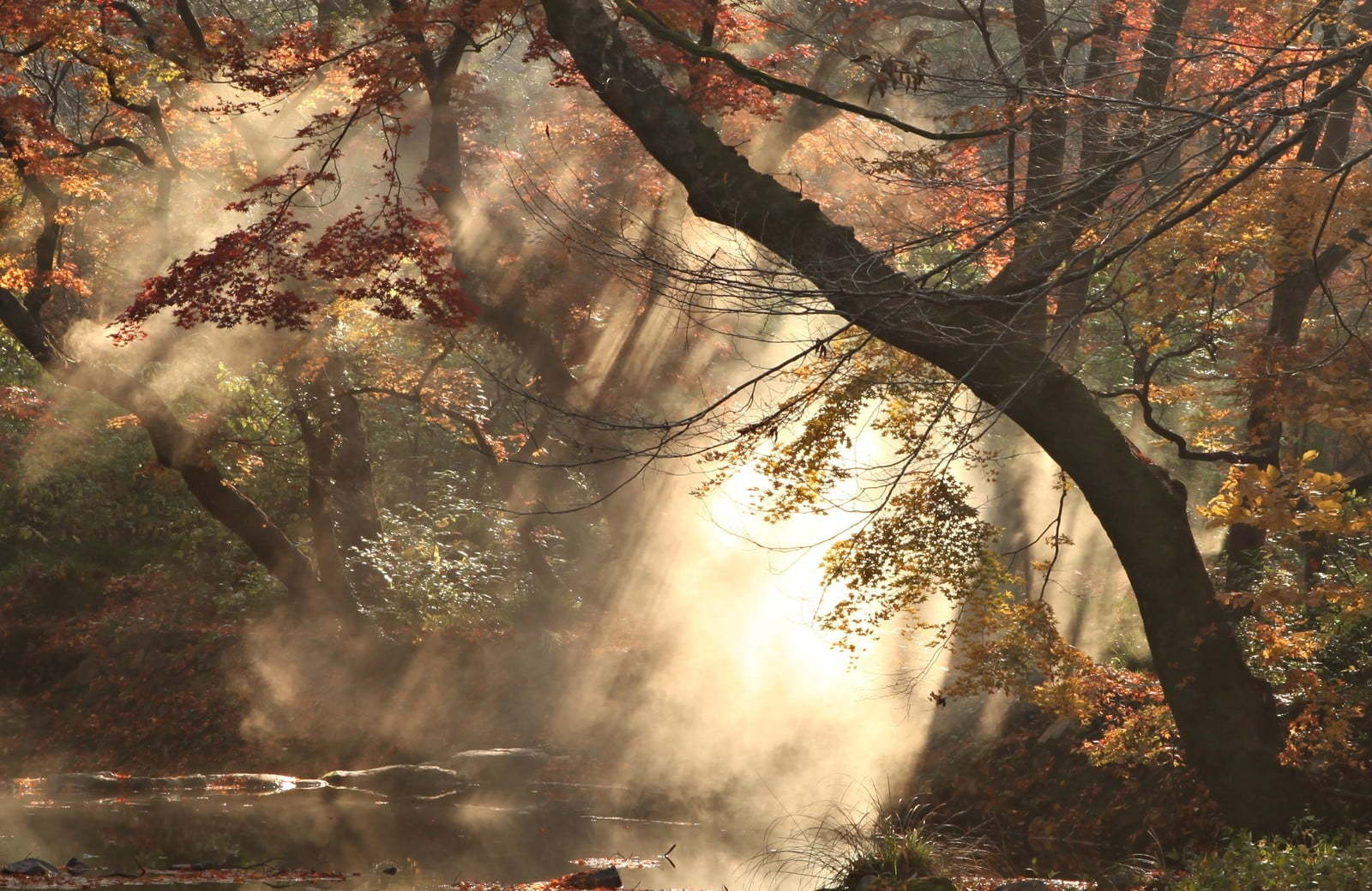growth, digital, day, plant, smoke, leafed, red, beauty in nature, branch, photography, change, sunlight, land, tree, scenics - nature, tree trunk, HD Wallpaper