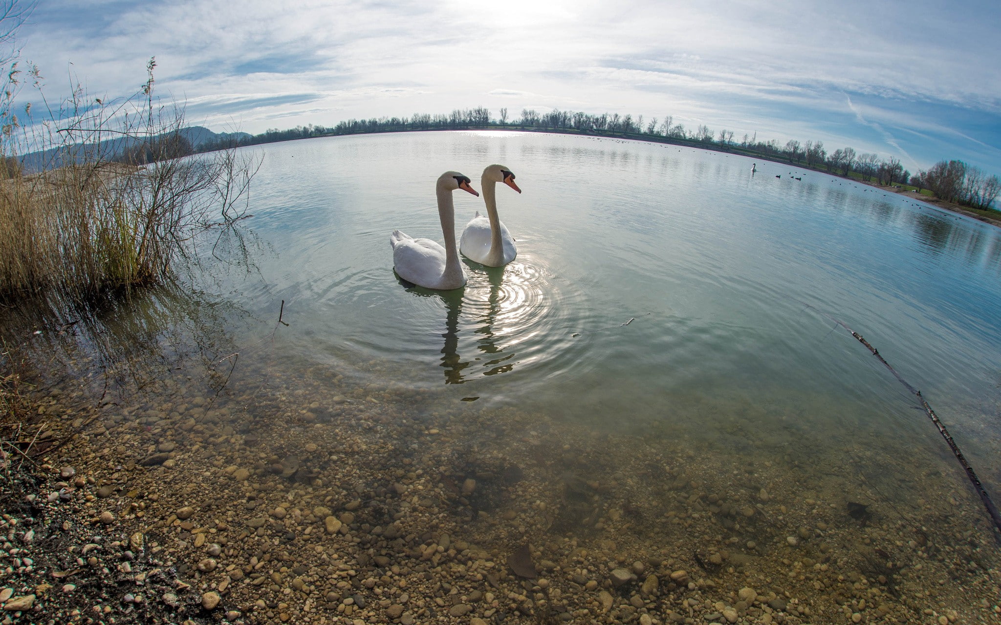 bird, no people, beauty in nature, animal, birds, nature, 1080P, animals, lake, animals in the wild, cloud - sky, day, tranquility, swan, reflection, group of animals, HD Wallpaper