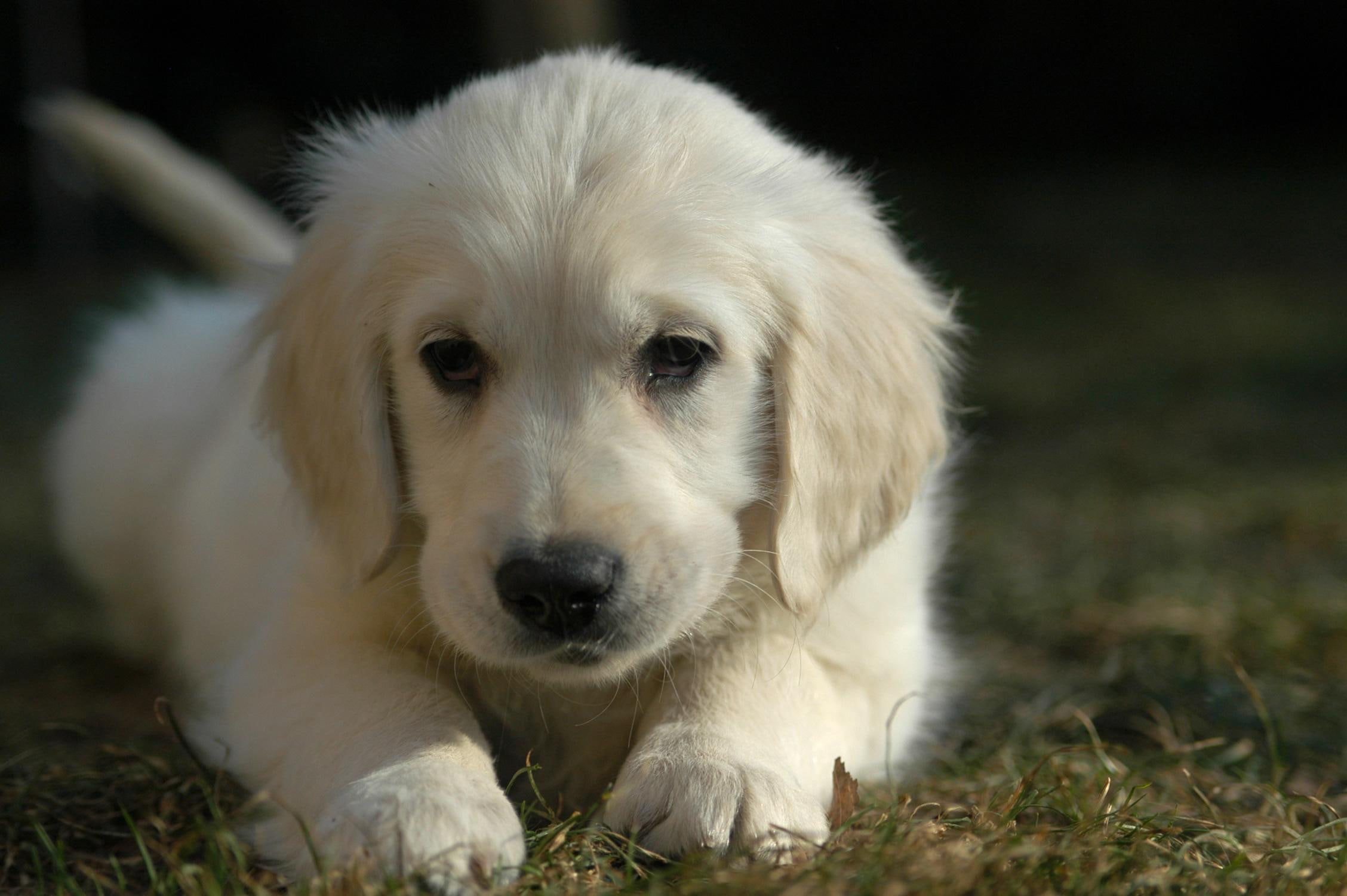 chillin, animals, puppy, 1080P, cute, golden retriever, HD Wallpaper