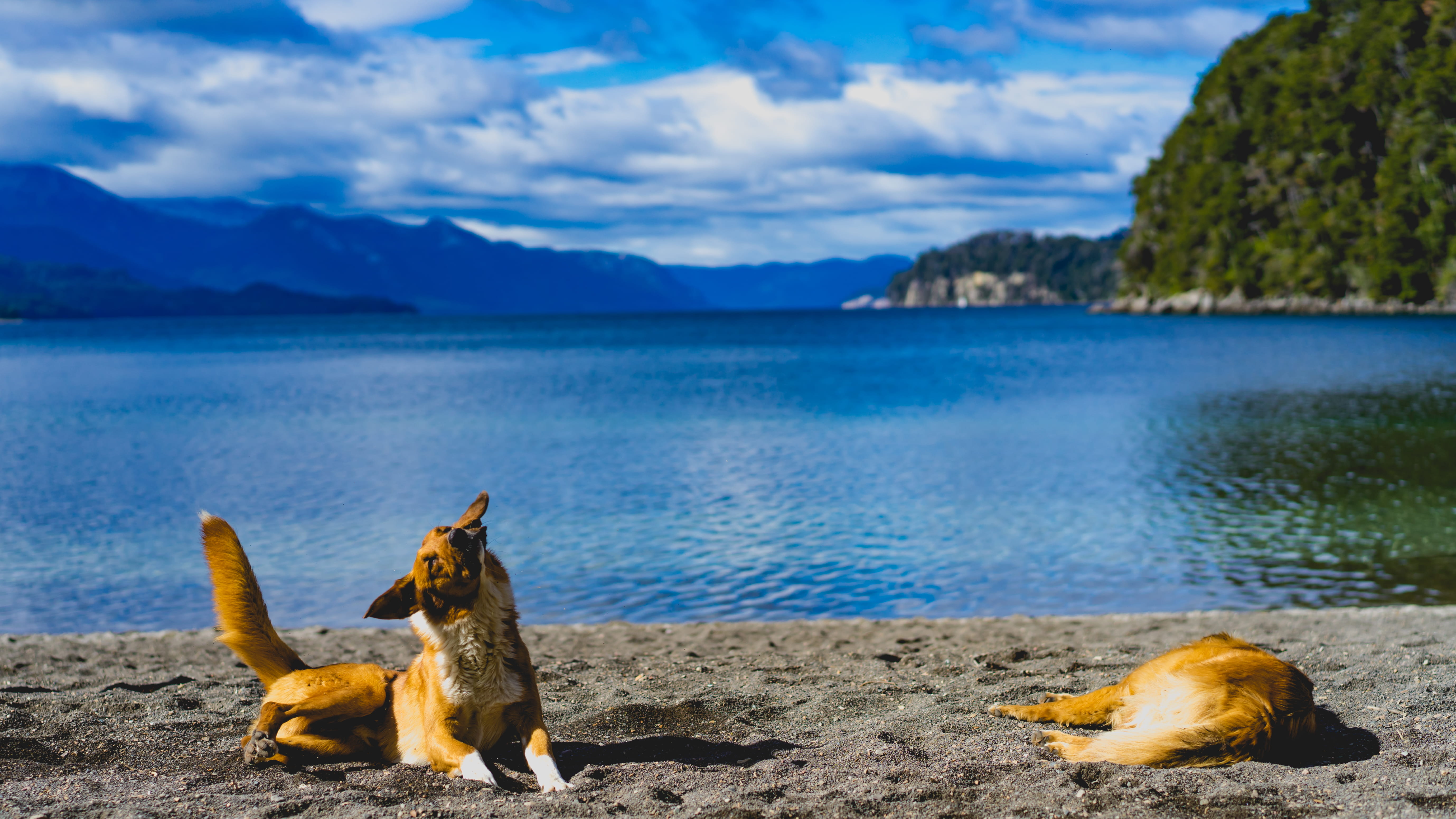 beach, day, mountain, blue, fur, shake, sky, water, animal, animal themes, domestic, puppy, mountains, fluff, action, patagonia, lake, canine, 5K, dog, HD Wallpaper