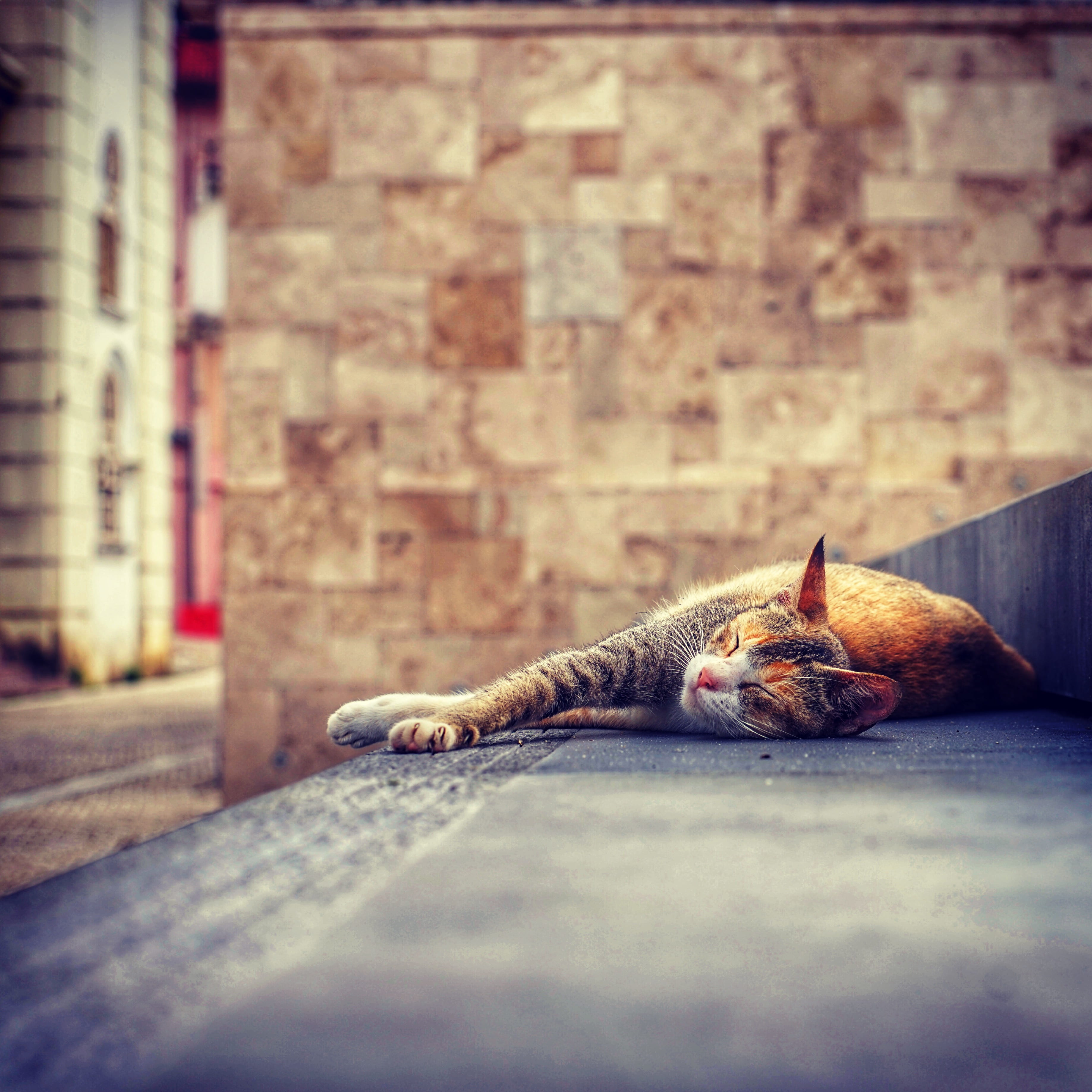 mammal, selective focus, domestic animals, whisker, chillin, vertebrate, relaxation, pets, tabby, lying, stair, one animal, animal, rest, cat, animal body part, Phone HD Wallpaper