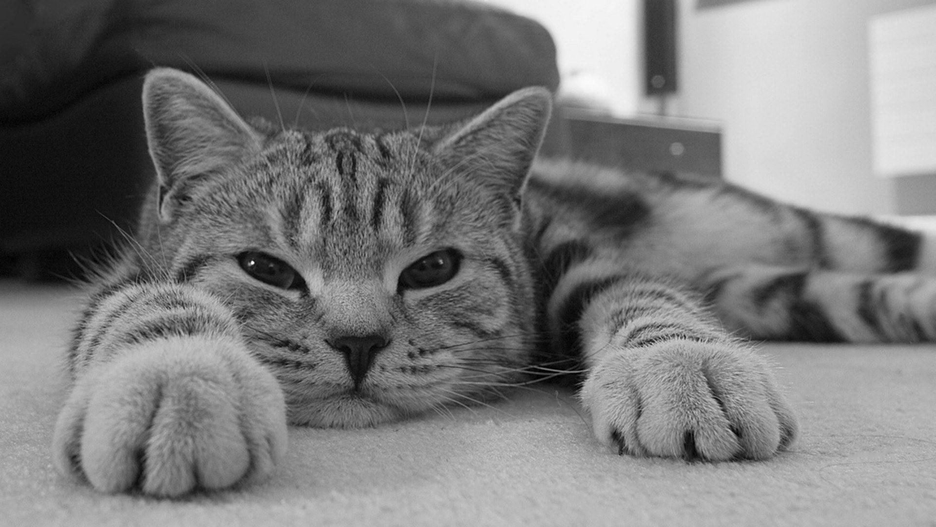 photography, white, cute, animals, 1080P, lazy, animal, day, black, HD Wallpaper