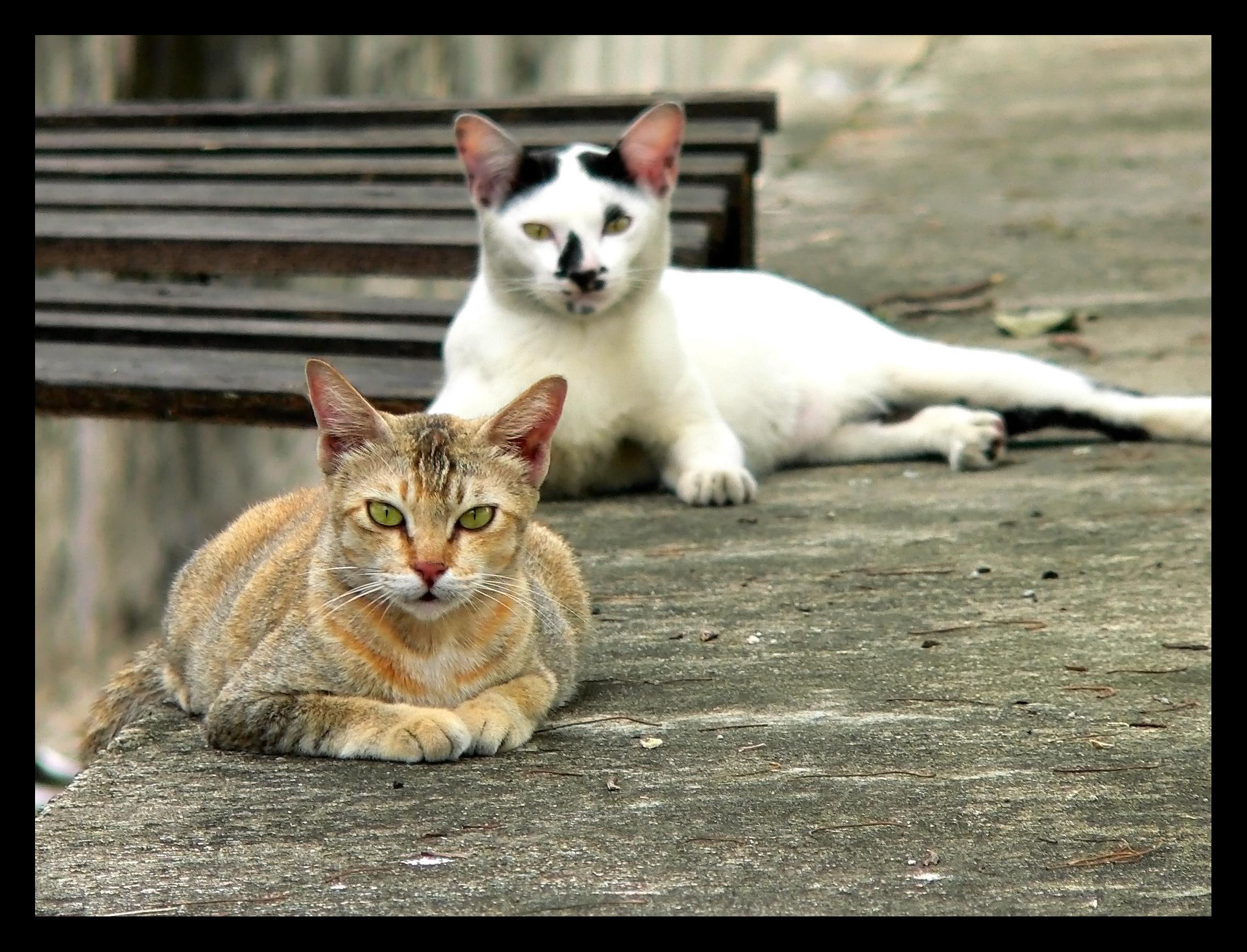 white and black, 1080P, orange tabby, kitties, cats, relaxing, animals, lazy, HD Wallpaper